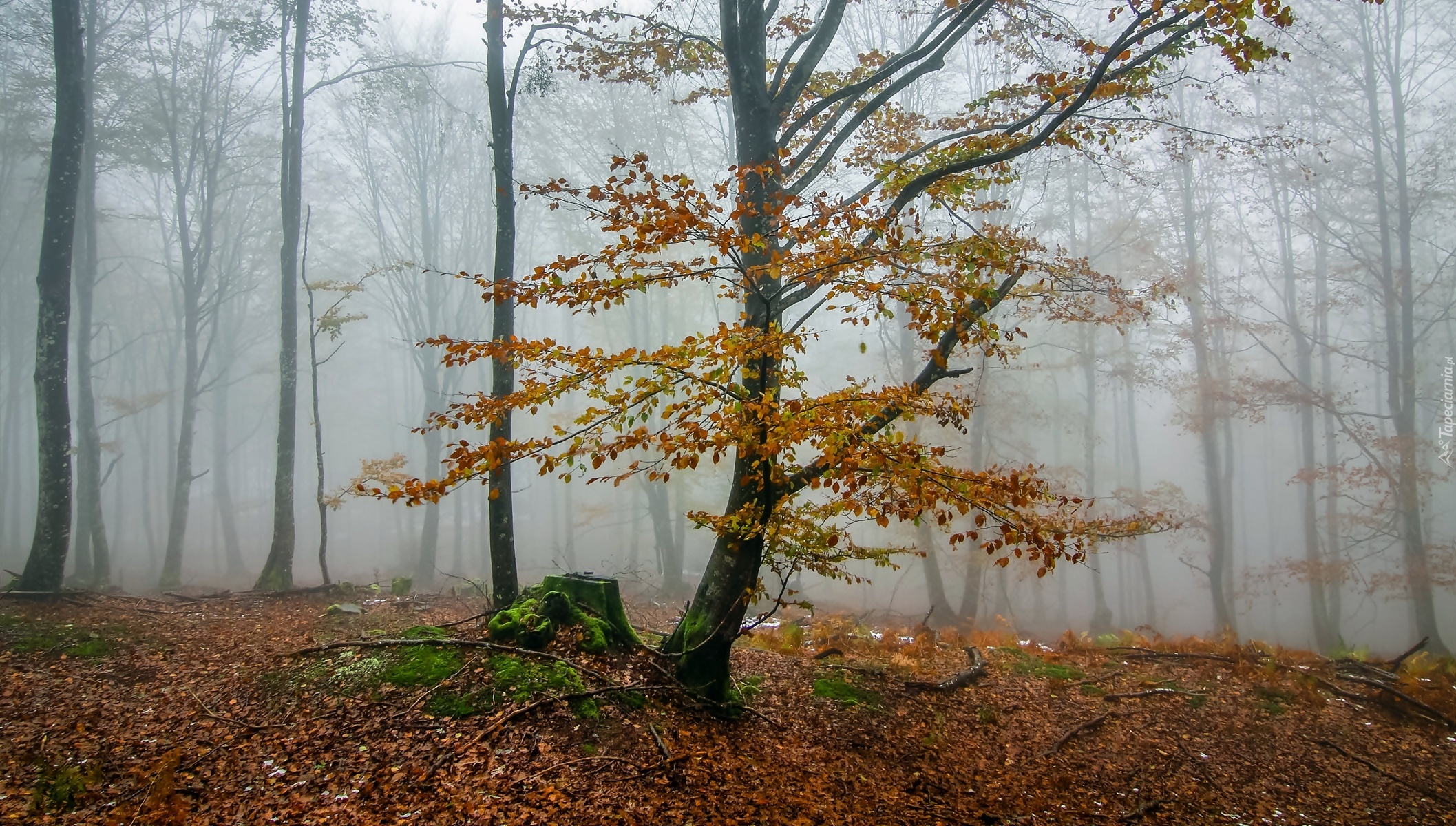 Las, Mgła, Jesień