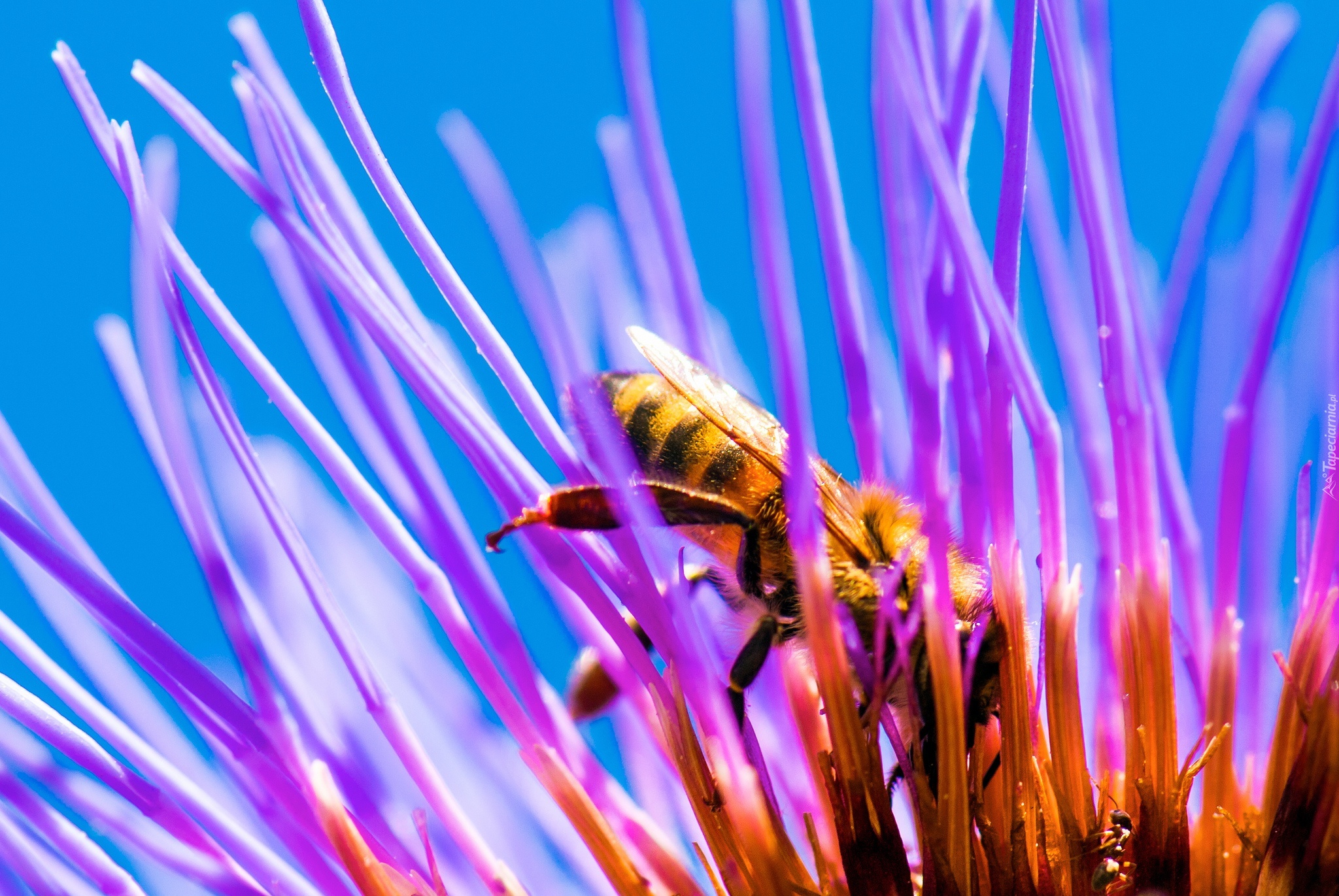 Pszczoła, Fioletowy, Kwiat