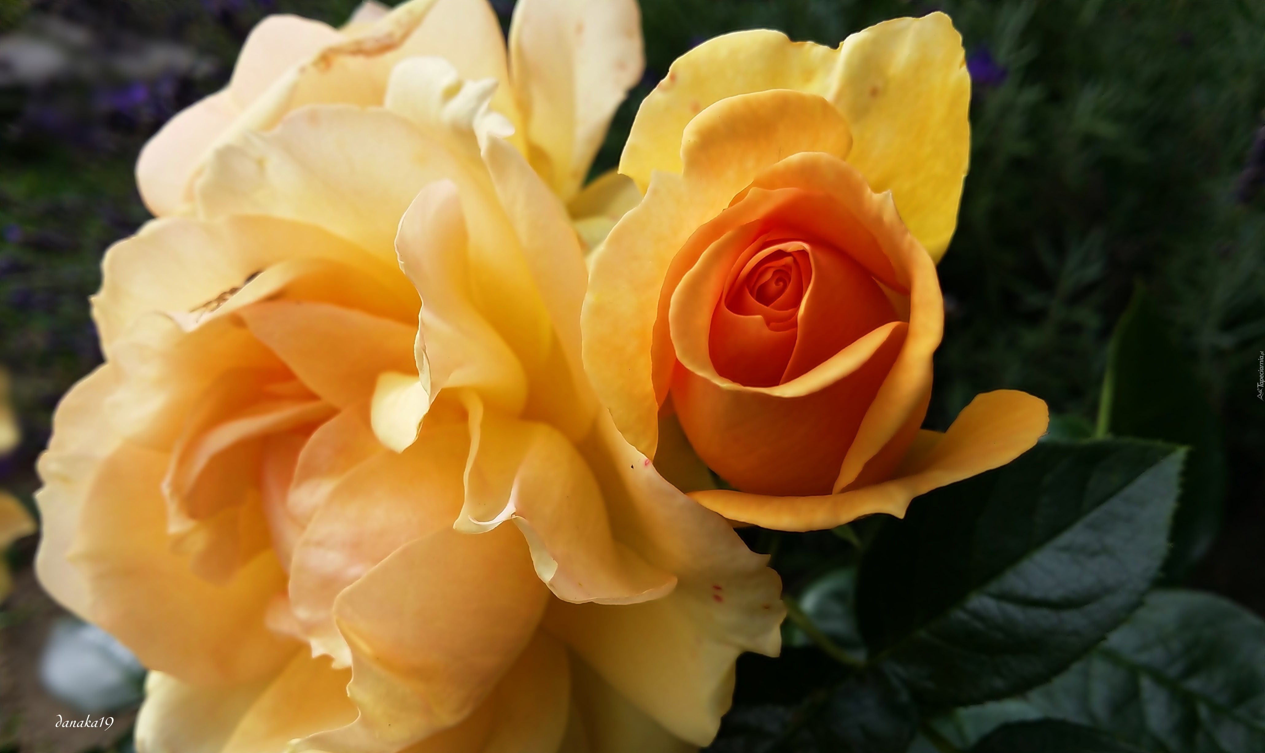 Kwiaty, Żółto, Pomarańczowe, Róże