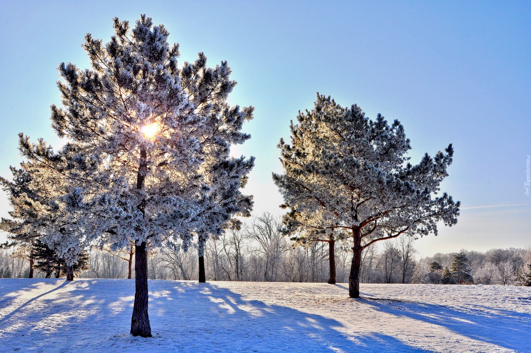 Zima, Drzewa, Cienie, Promienie, Słońca