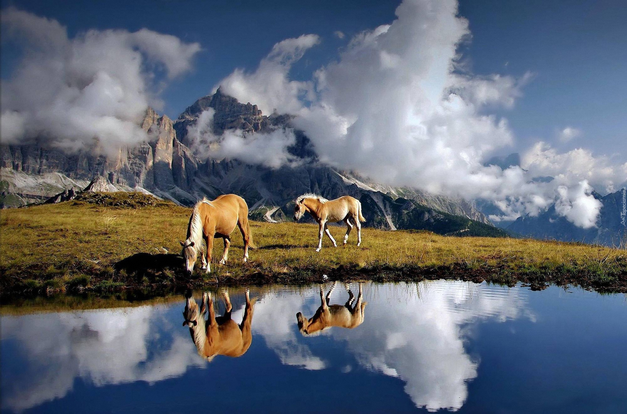 Dolomity, Alpy, WŁochy, Góry, Konie