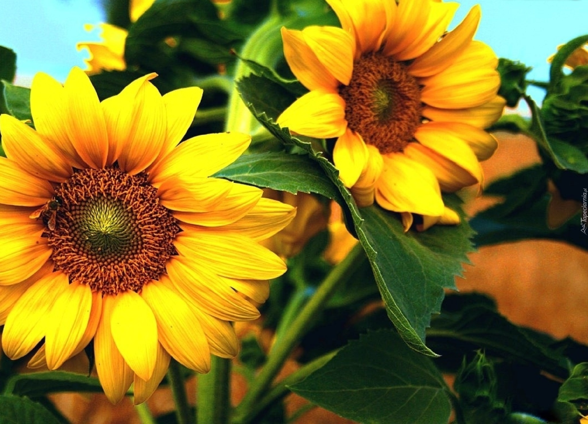 Żółte, Kwiaty, Słonecznik