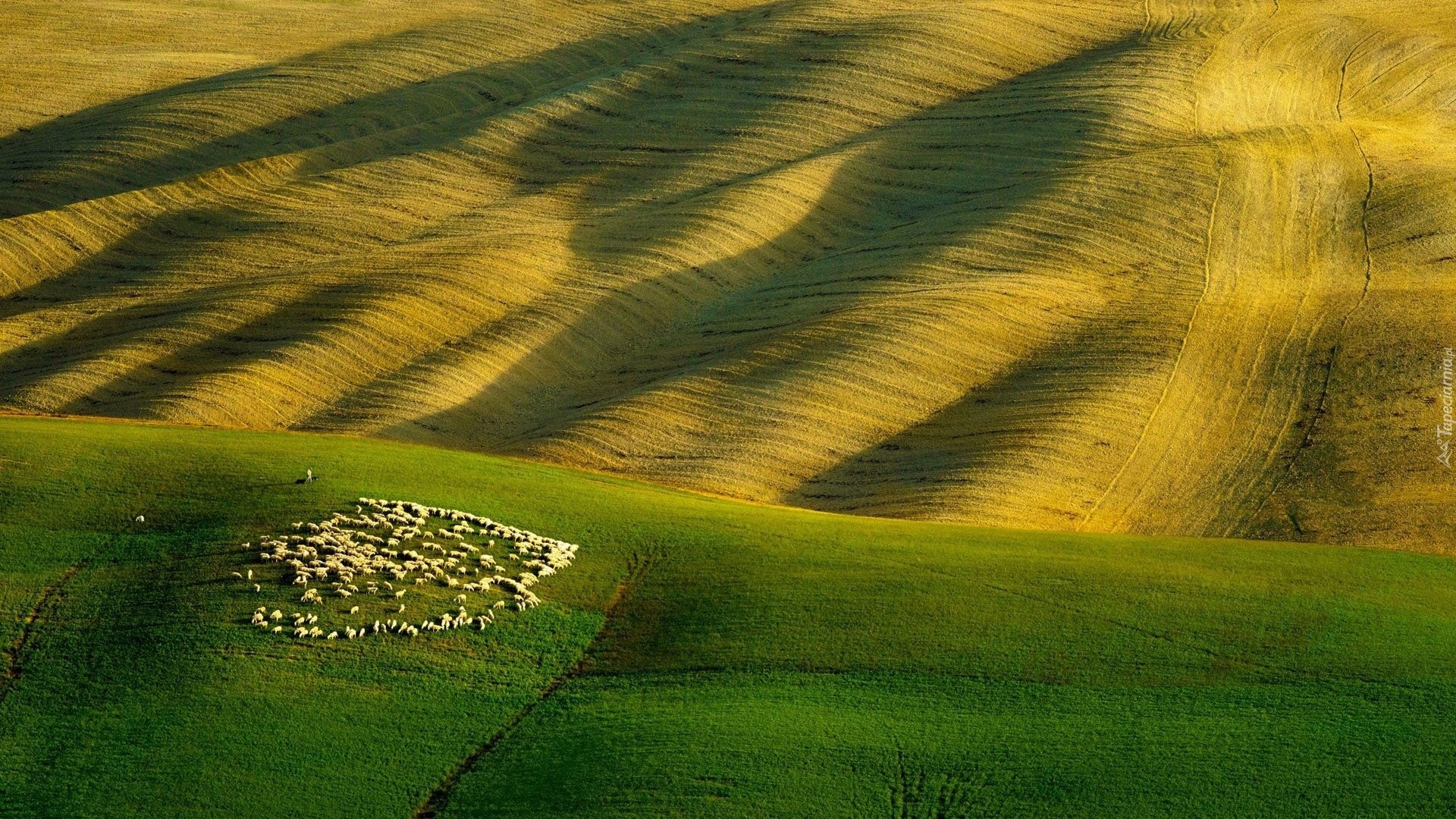 Pastwisko, Owce, Stado