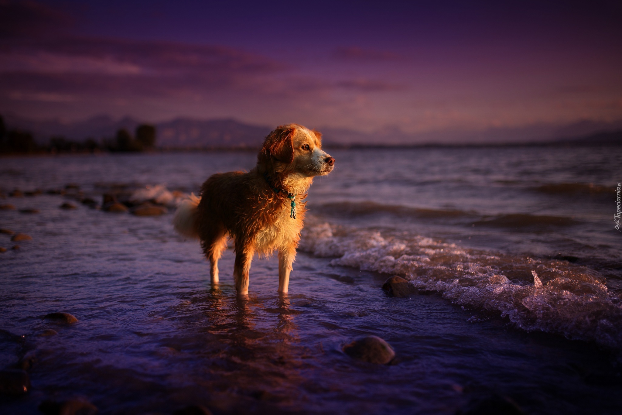 Morze, Pies