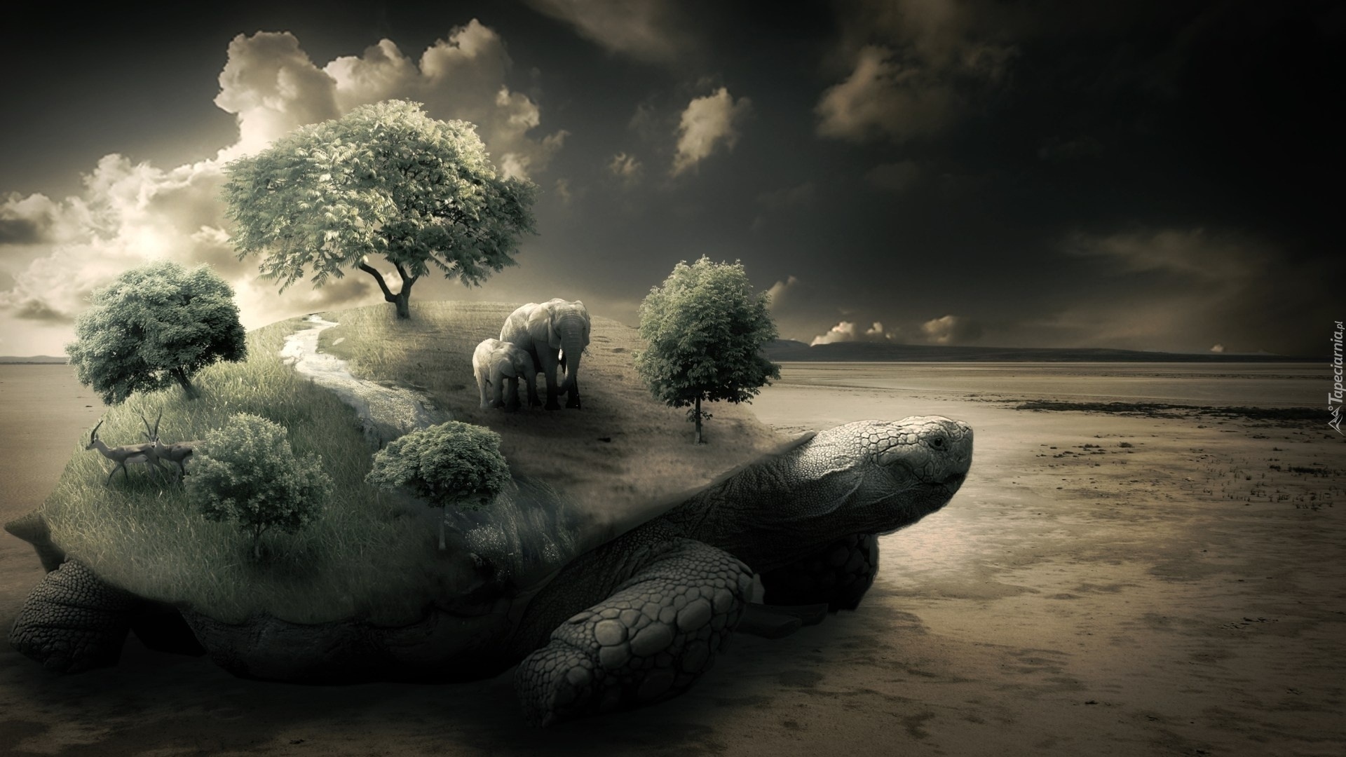 Grafika, 4D, Żółw, Drzewa, Morze
