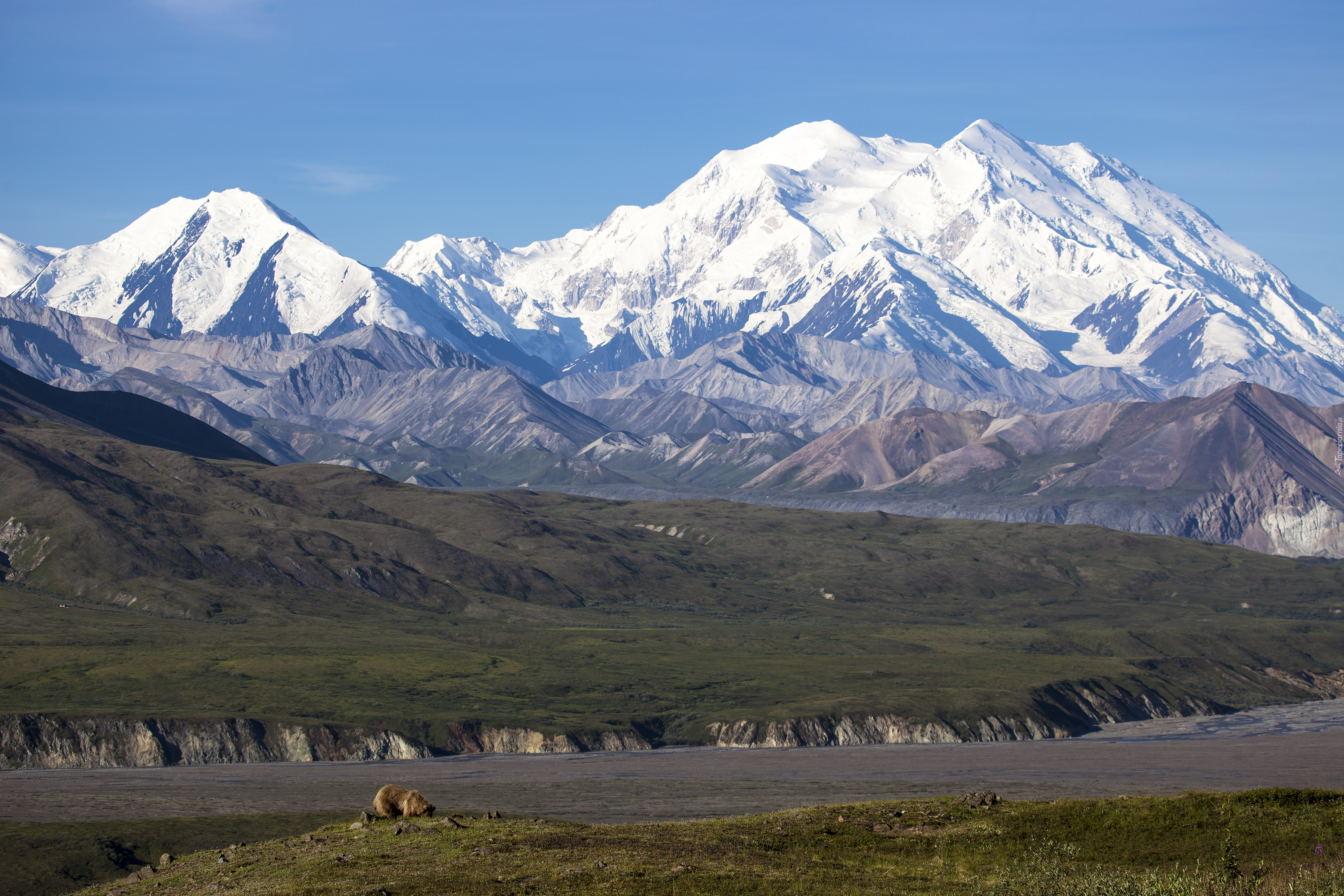 Stany Zjednoczone, Stan Alaska, Park Narodowy Denali, Kordyliery,  Niedźwiedzie, Góry Alaska, Szczyt Denali, Mount McKinley