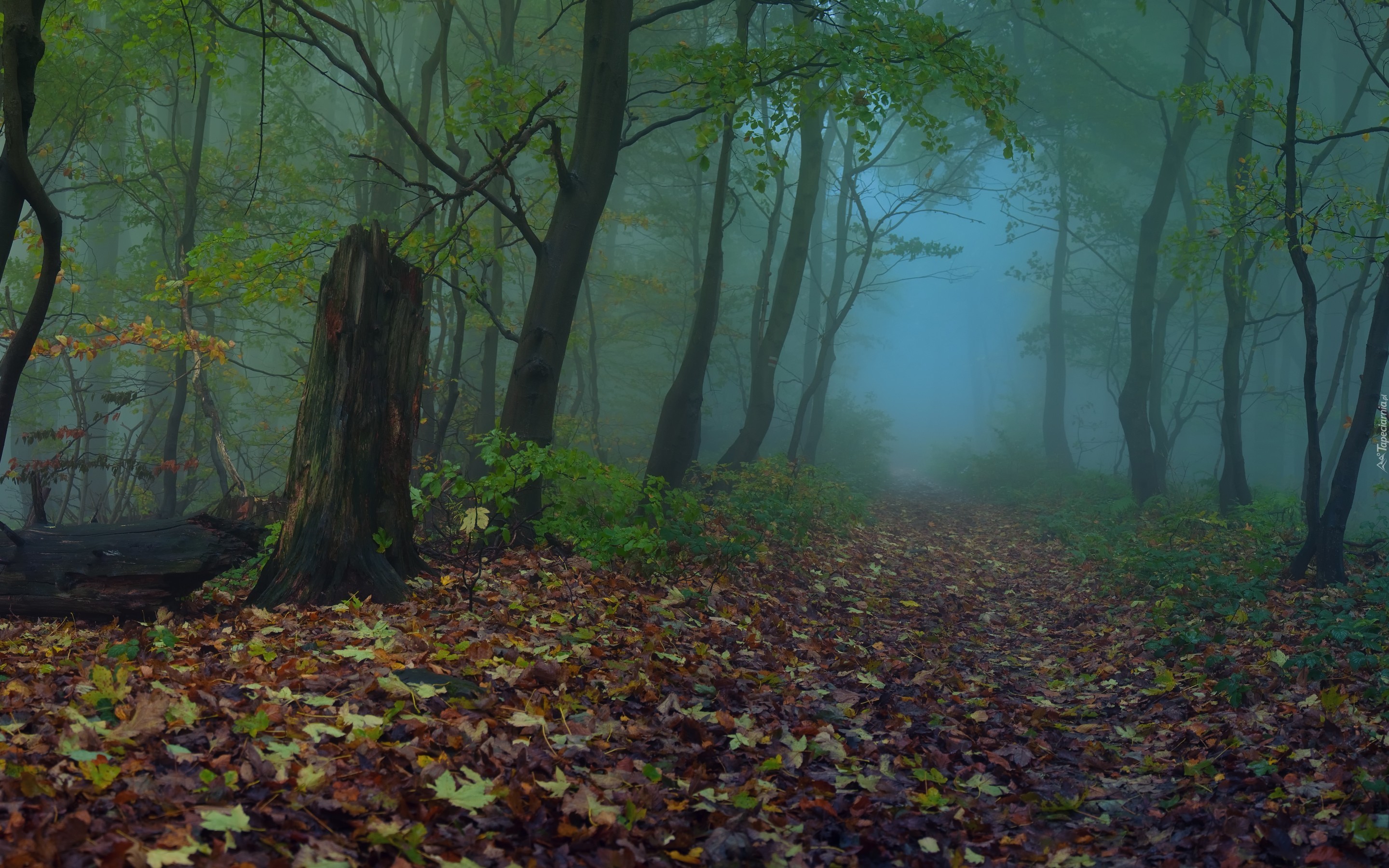Las, Drzewa,  Mgła