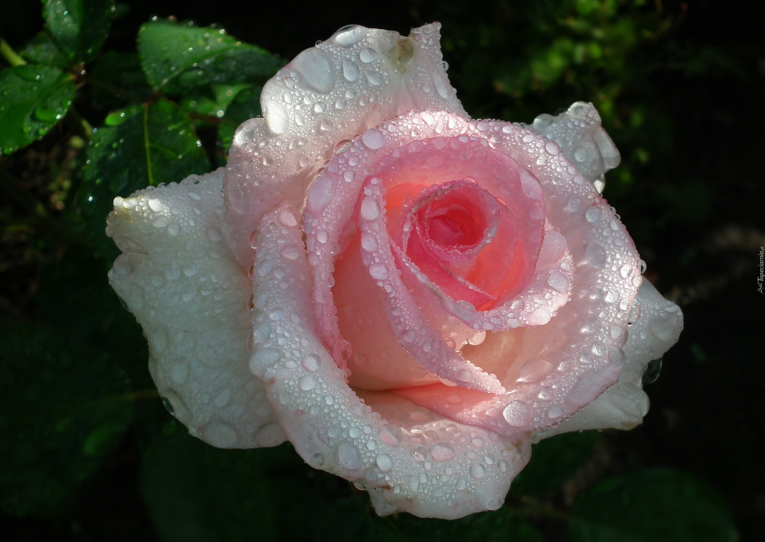 Przyroda, Kwiat, Róża, Krople deszczu