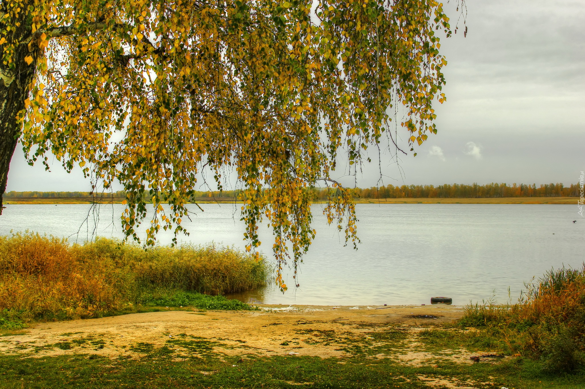 Jesień, Jezioro, Drzewo