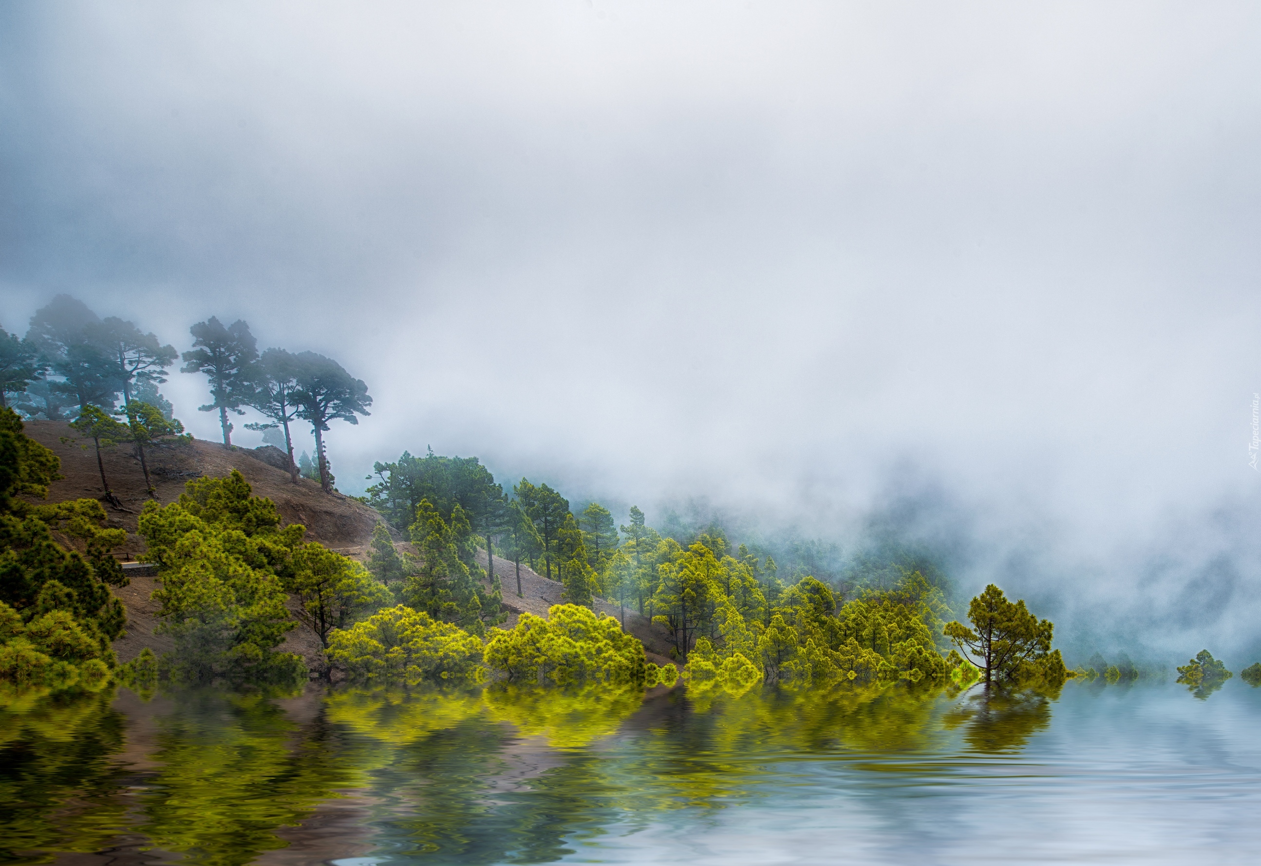 Jezioro, Drzewa, Mgła, Odbicie