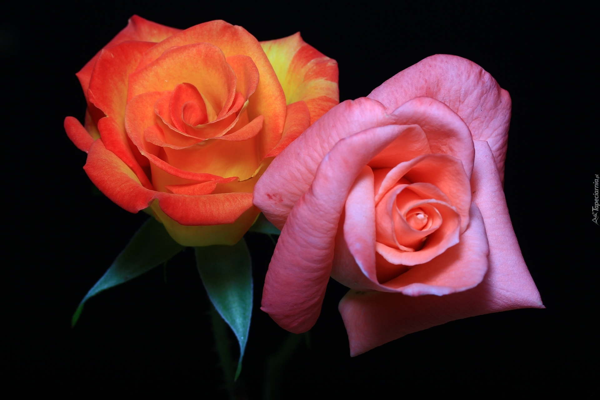 Różowa, Pomarańczowa, Róża