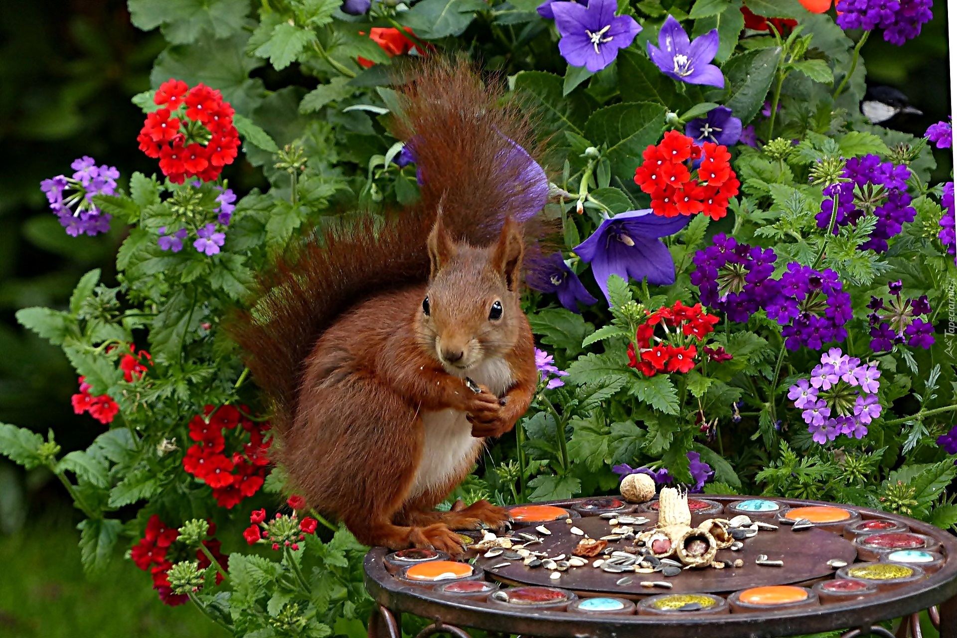 Wiewiórka, Kwiaty, Stolik, Jedzenie