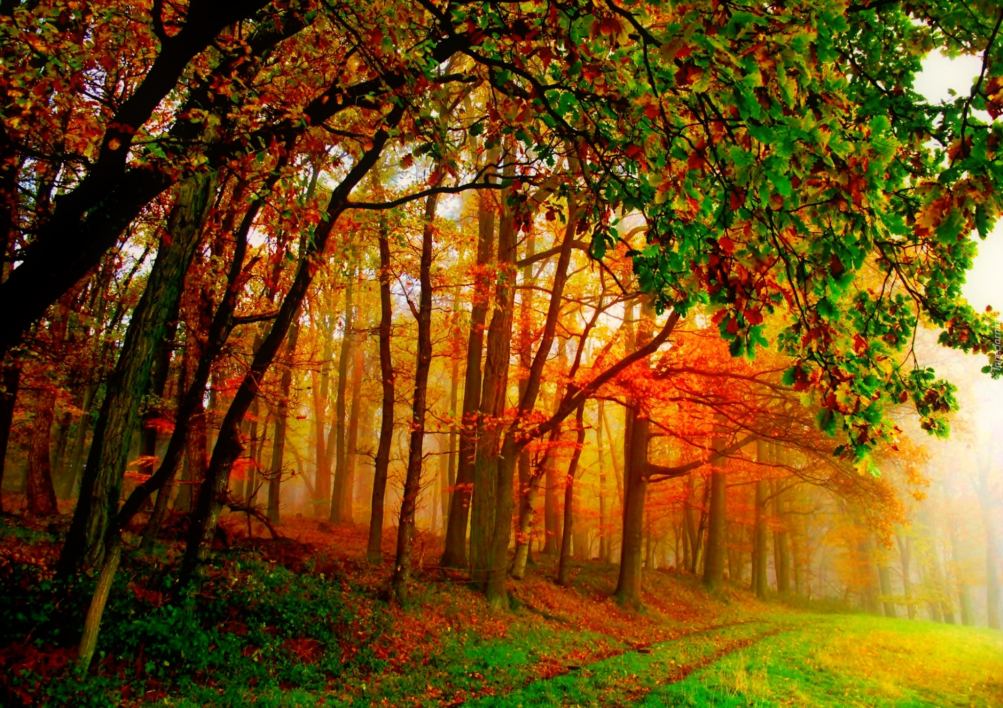 Las, Drzewa, Liście, Droga, Mgła, Złota, Jesień
