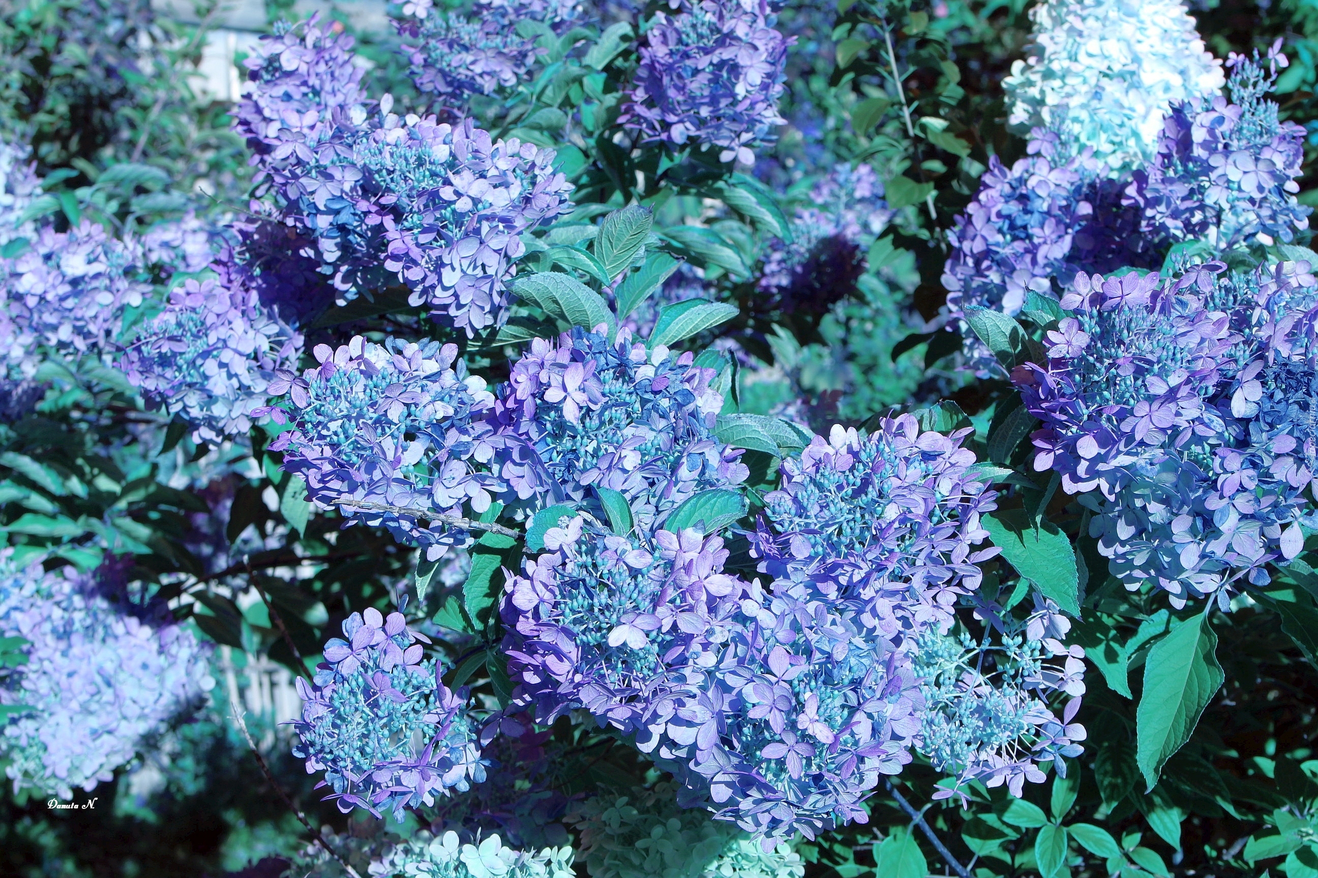 Hortensje, Niebieskie, Liście, Ogród