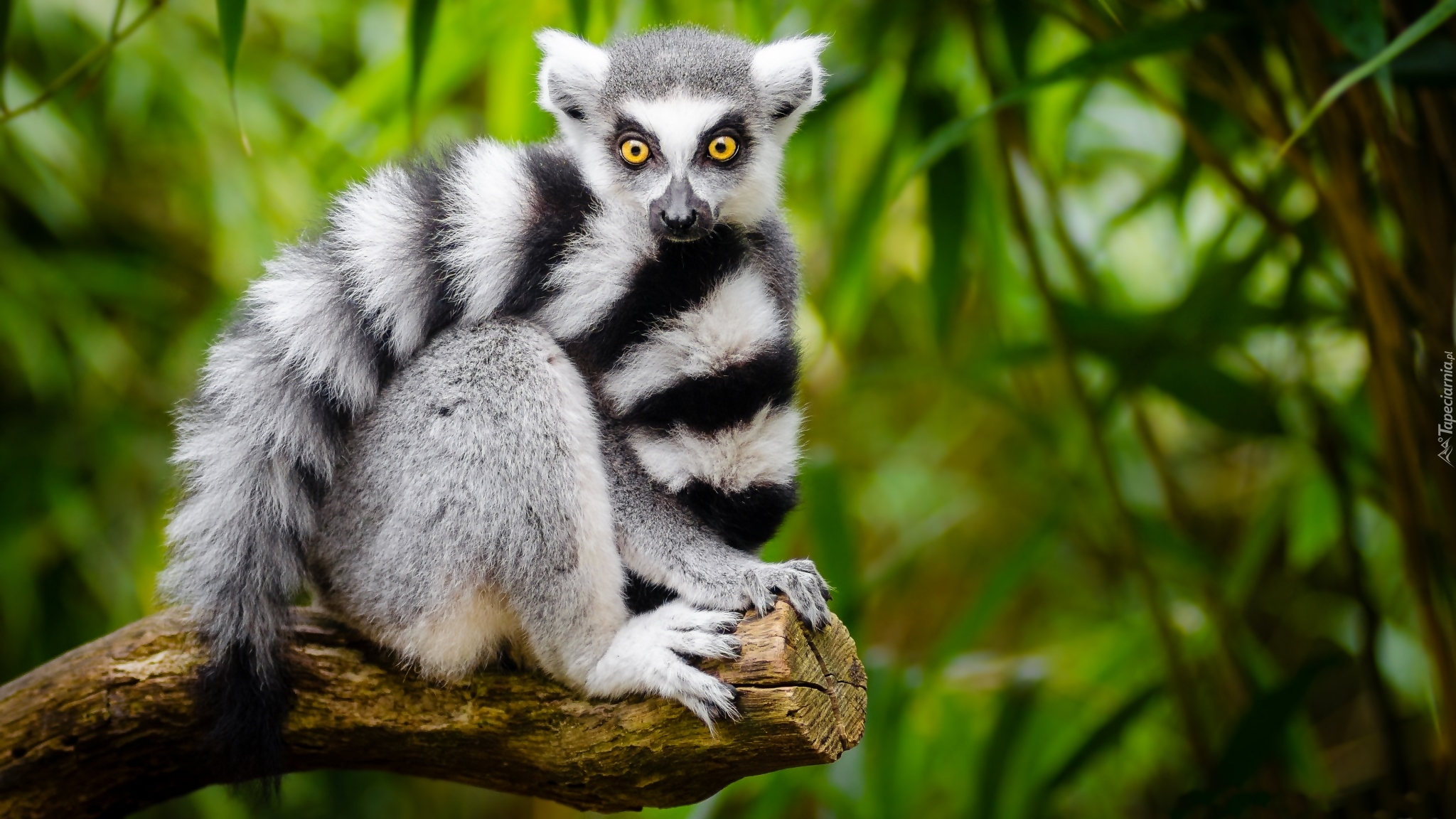 Lemur, Ogon