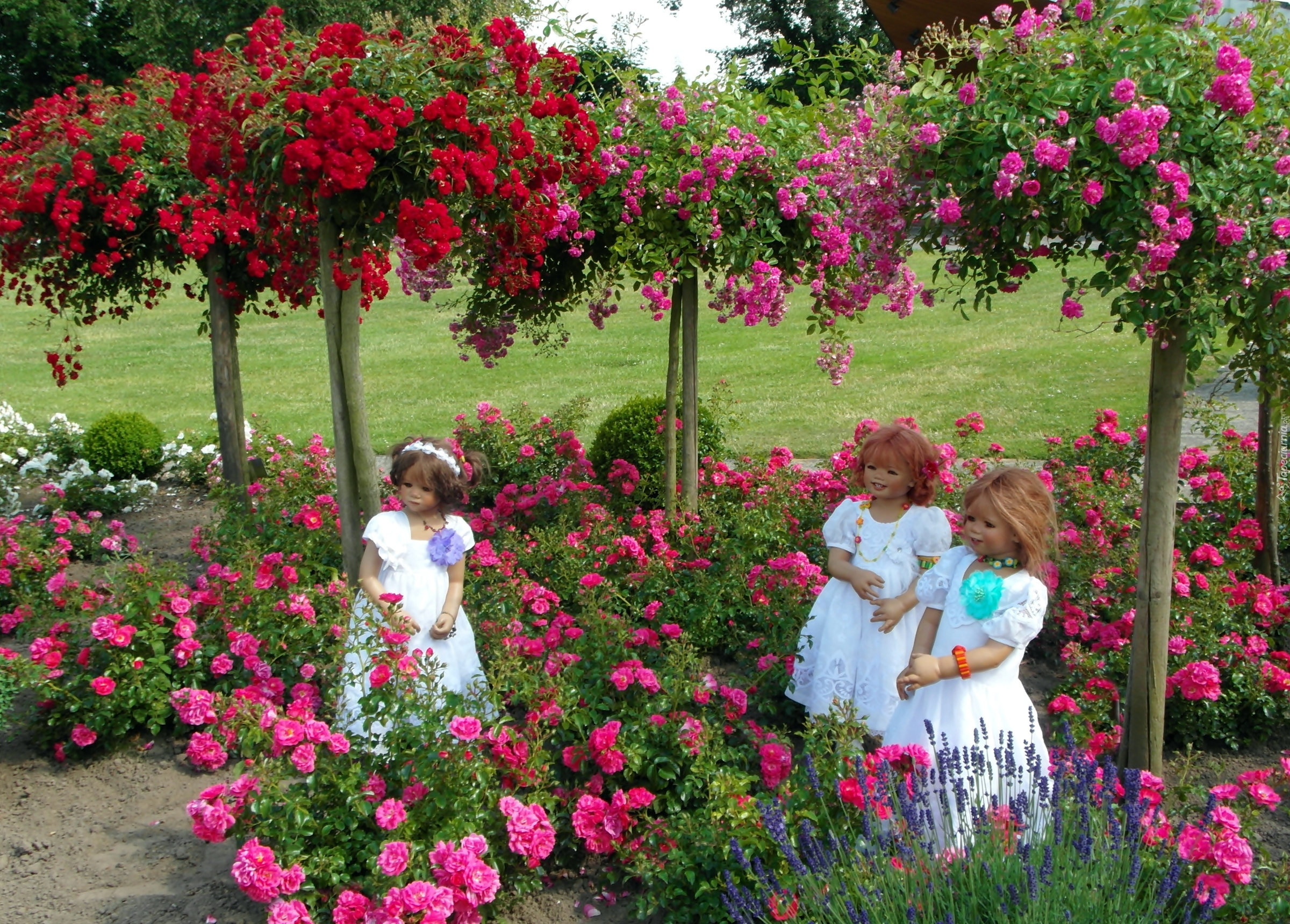 Dziewczynki, Ogród, Róże