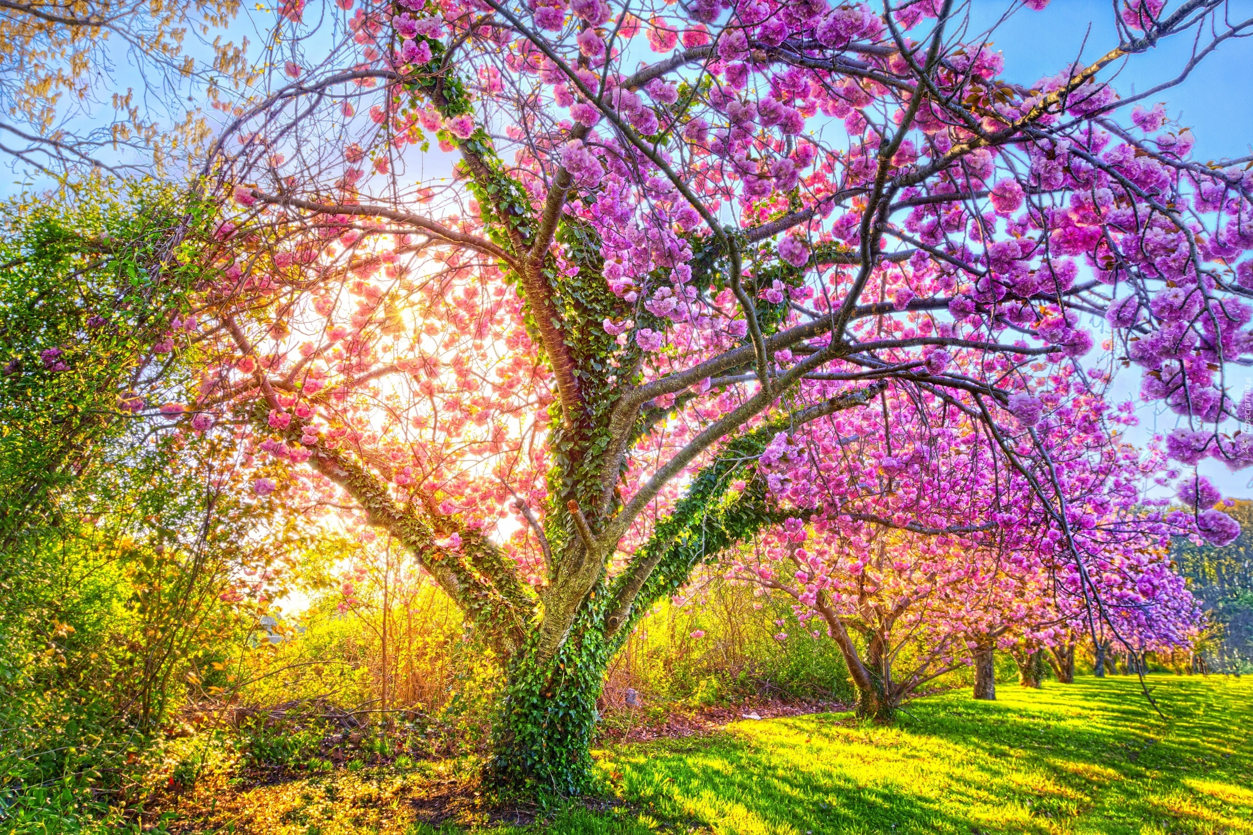Park, Wiosna, Kwitnące drzewo