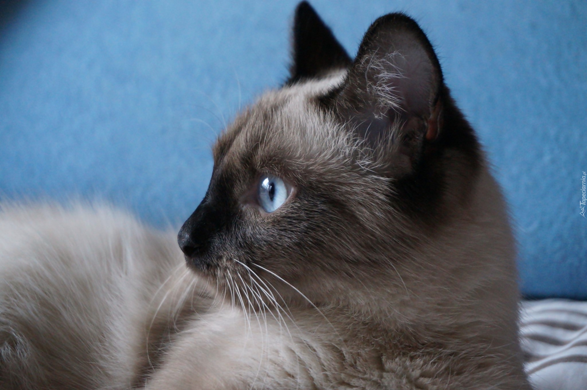 Kot, Niebieskie, Oczy