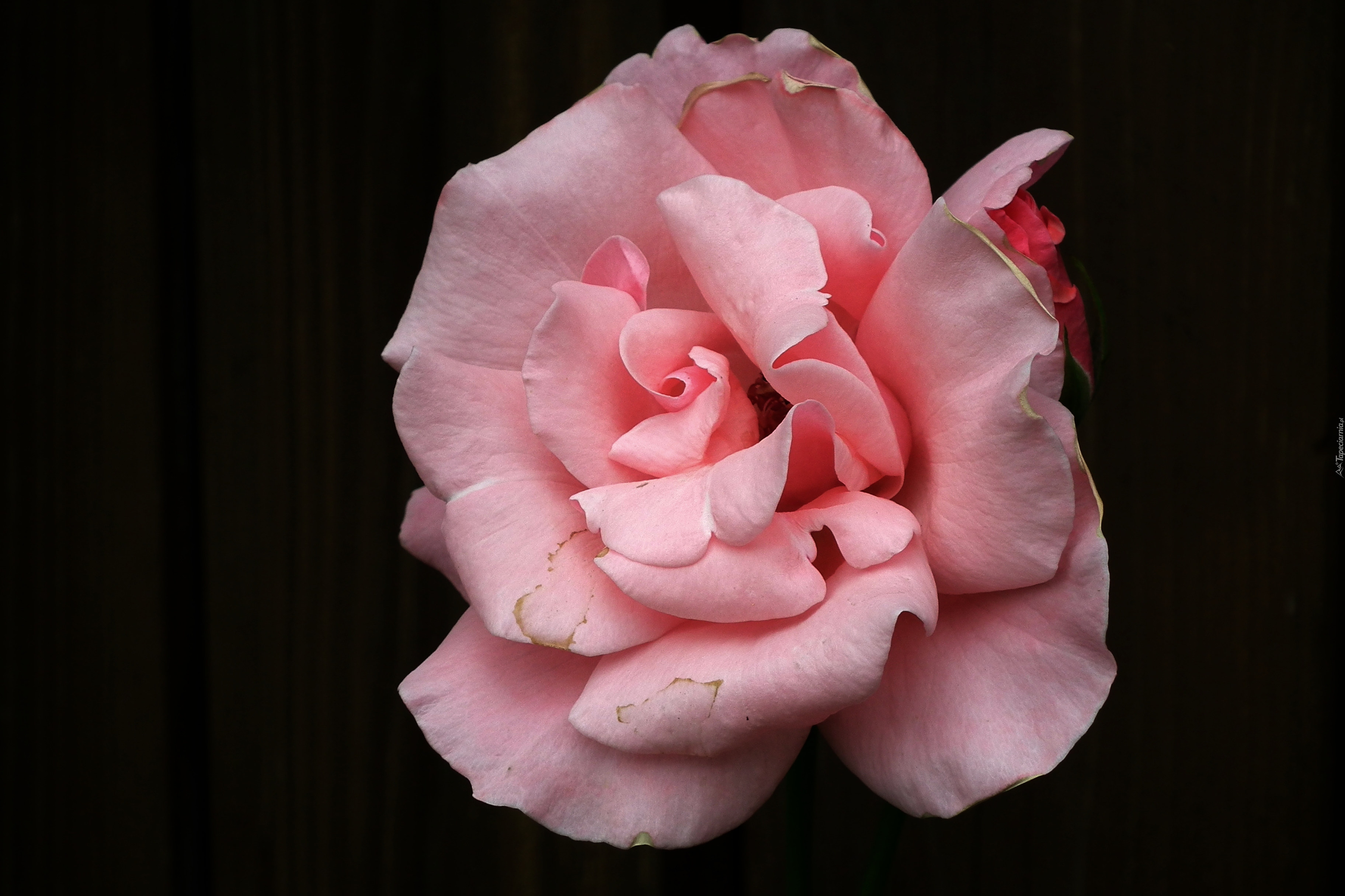 Przyroda, Kwiat, Róża