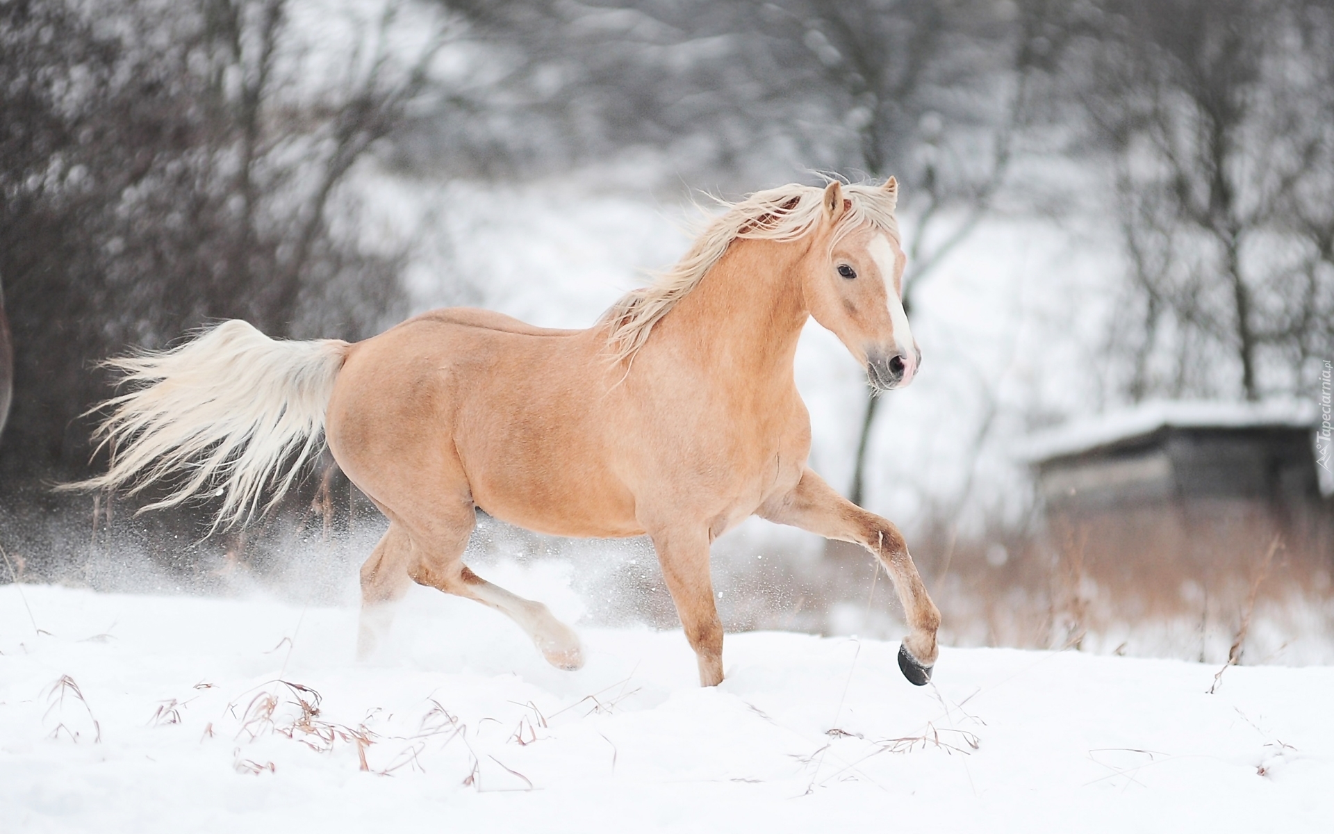 Koń, Zima, Śnieg