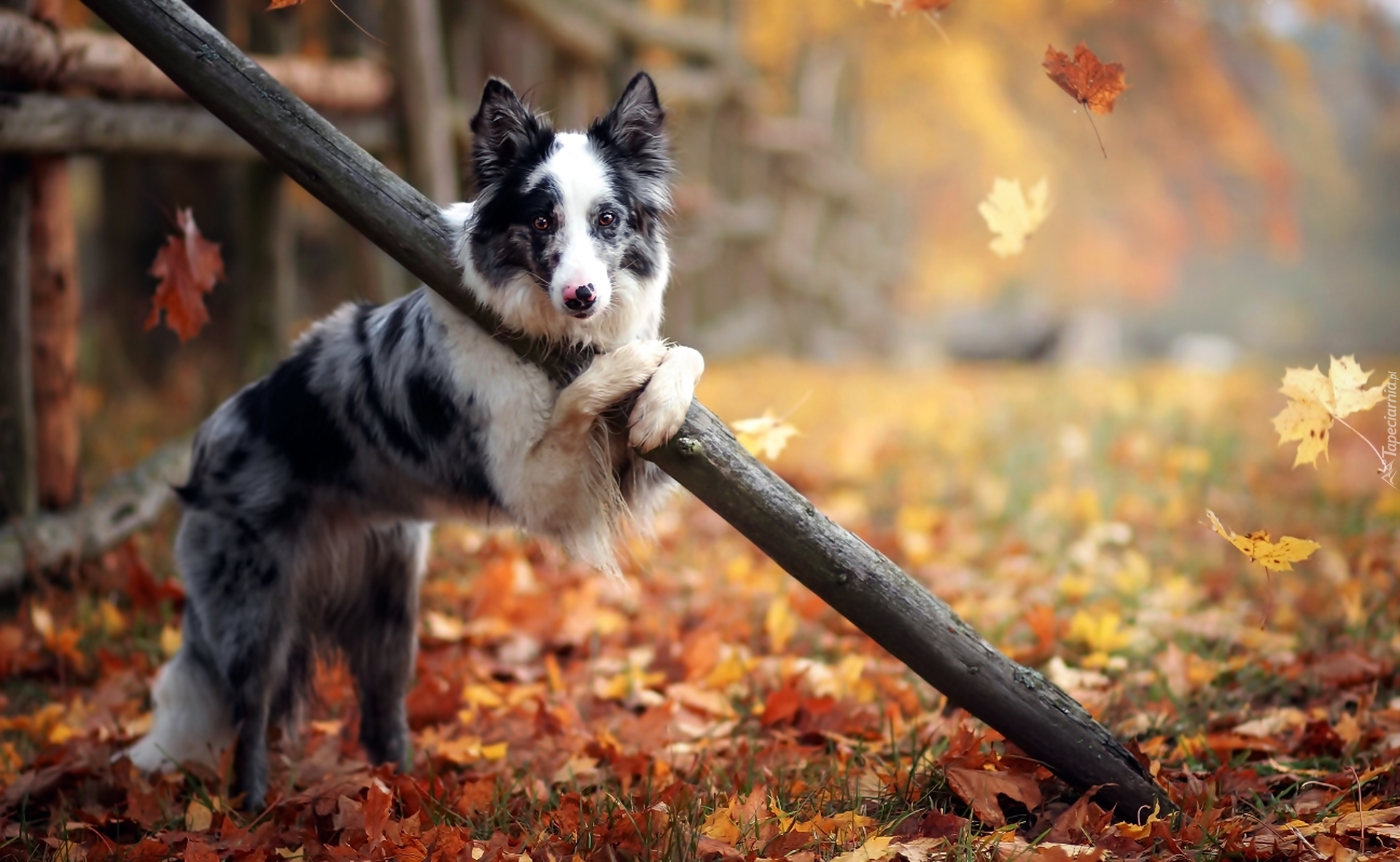 Pies, Border Collie, Ogrodzenie, Liście, Drzewa, Jesień