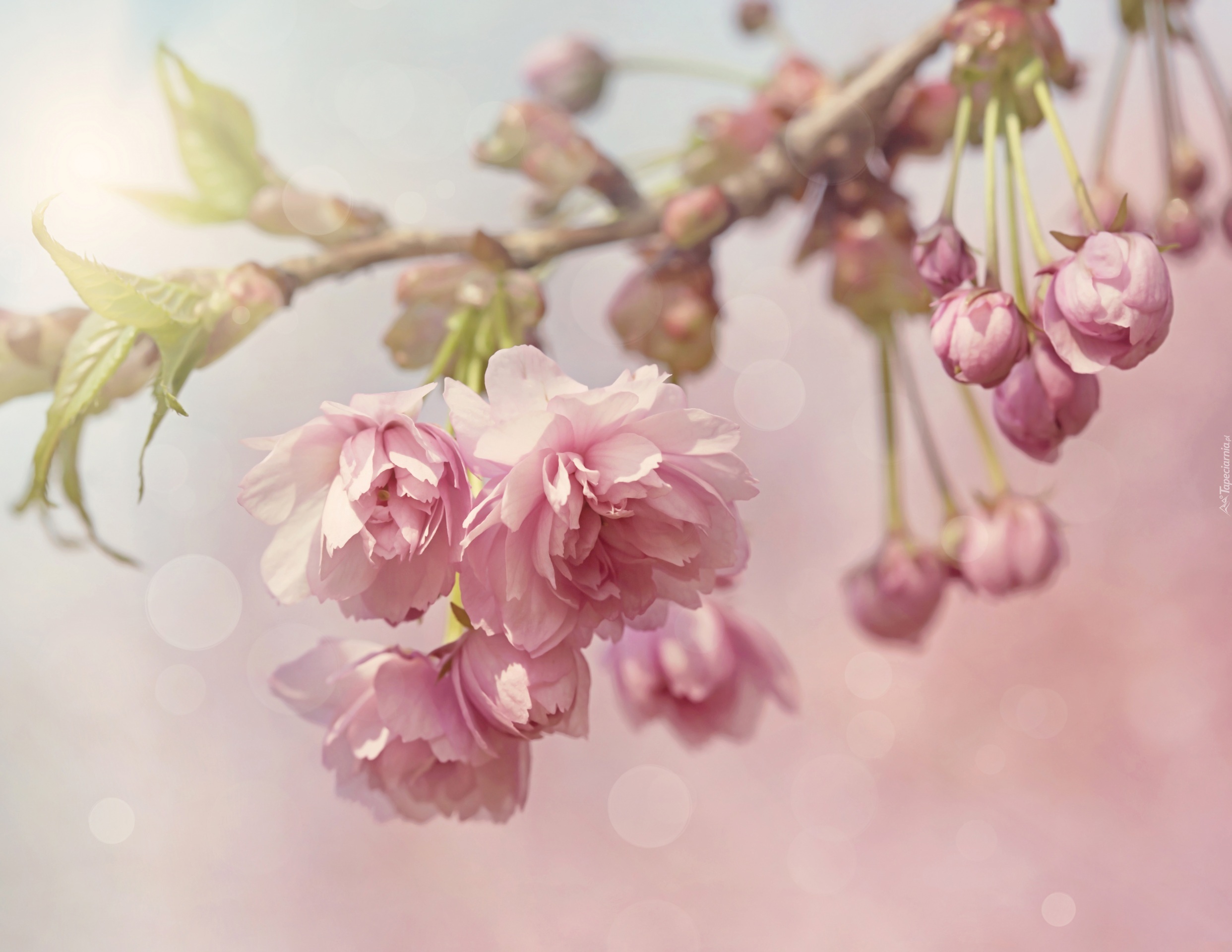 Kwitnące, Drzewo Owocowe, Wiśnia japońska, Gałązka, Rozmycie