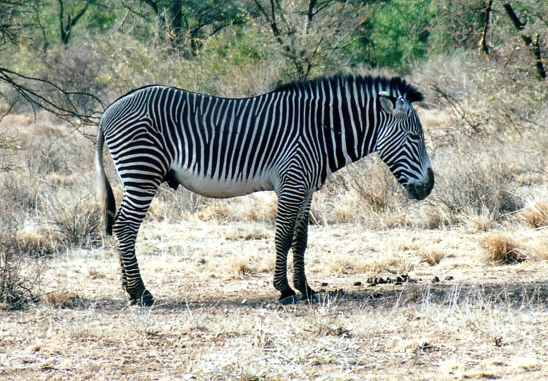 Zebra, trawa, zarośla
