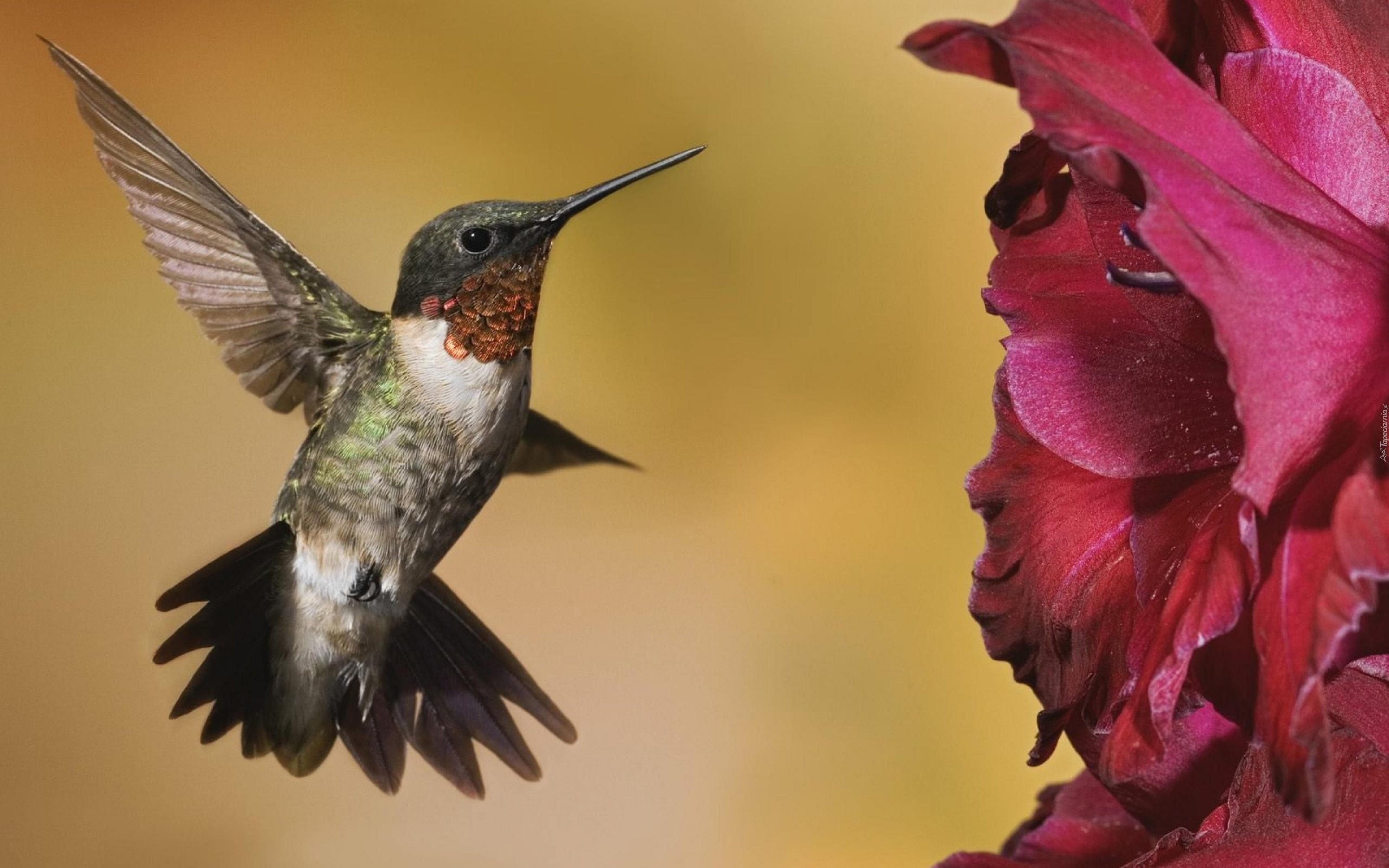 ycie-ma-tyle-kolor-w-ile-potrafisz-w-nim-dostrzec-kolibry