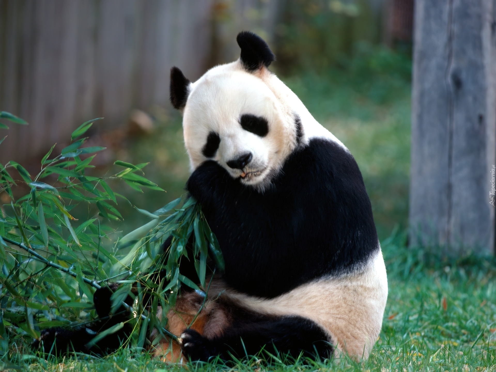 Panda, Bambus, Trawa
