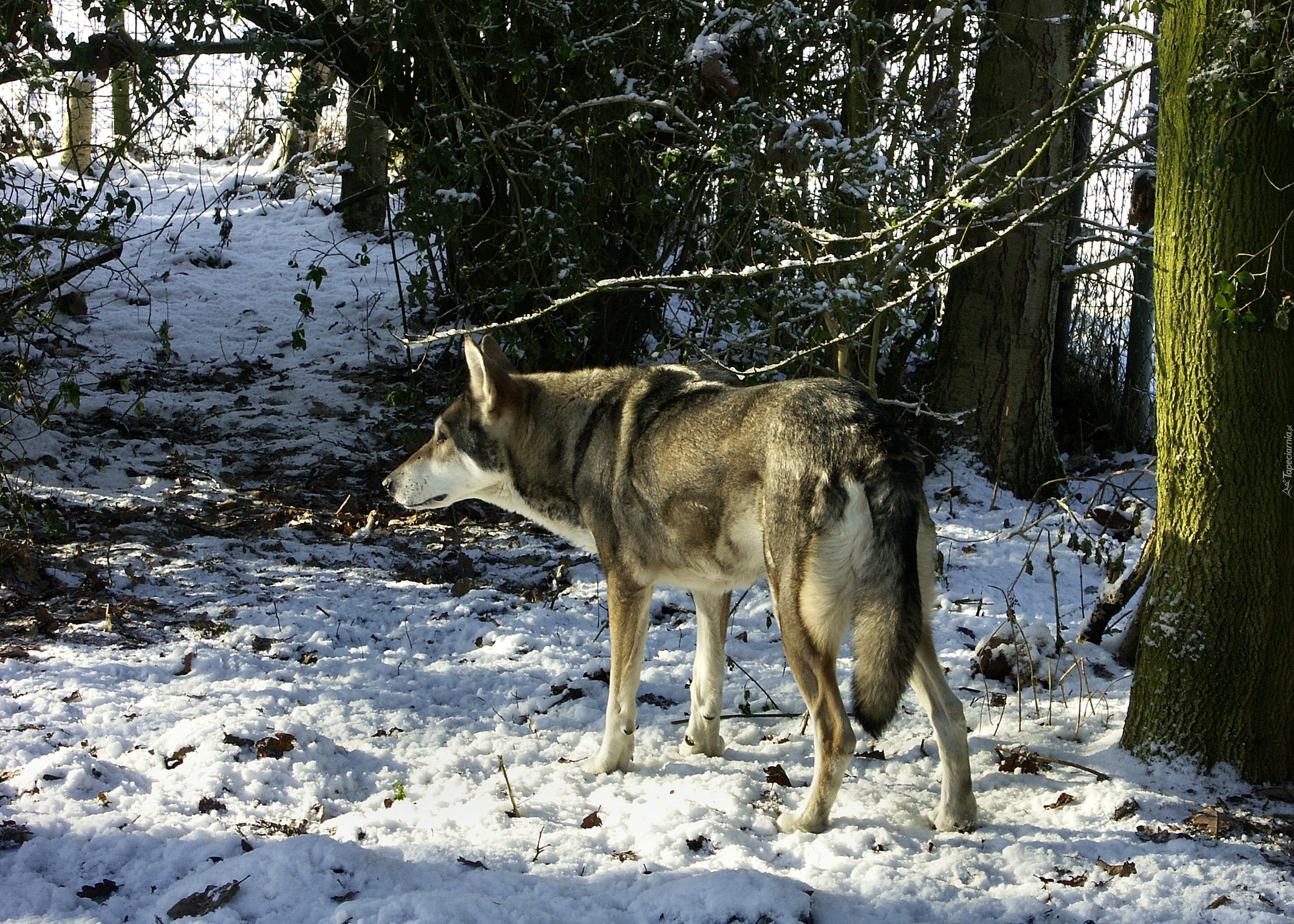 Saarlooswolfhond, las, śnieg