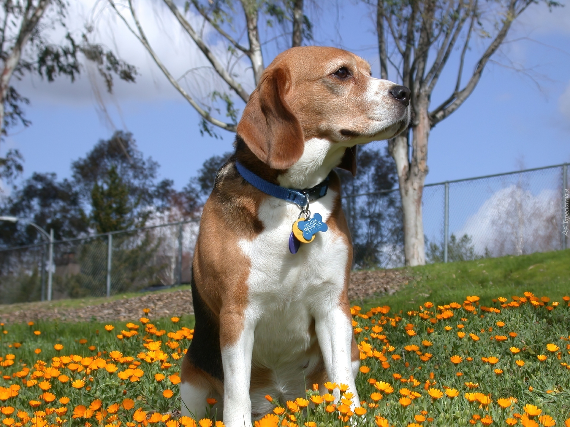 Beagle Harrier, żółte, kwiatki