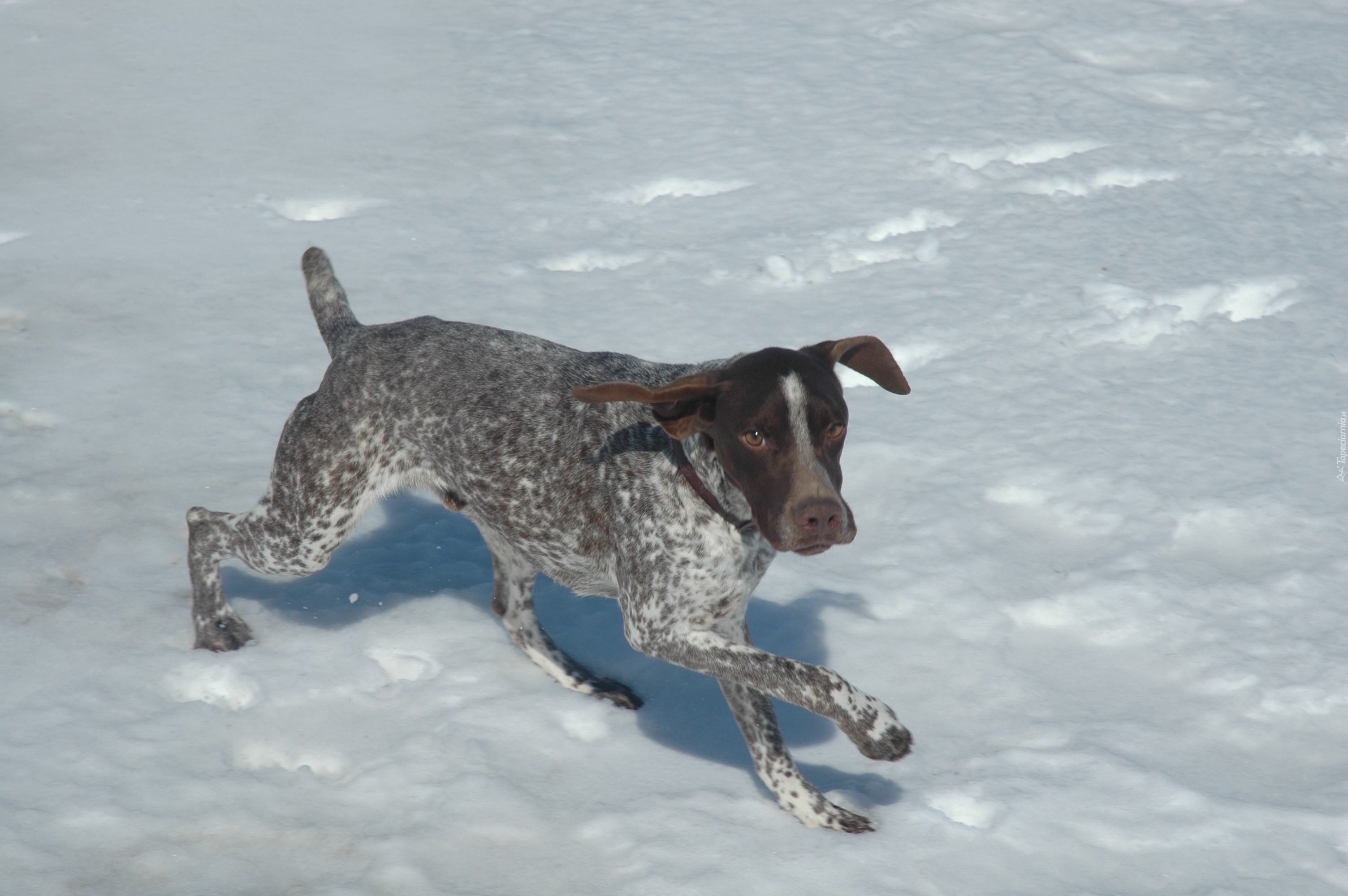 Pointer, śnieg