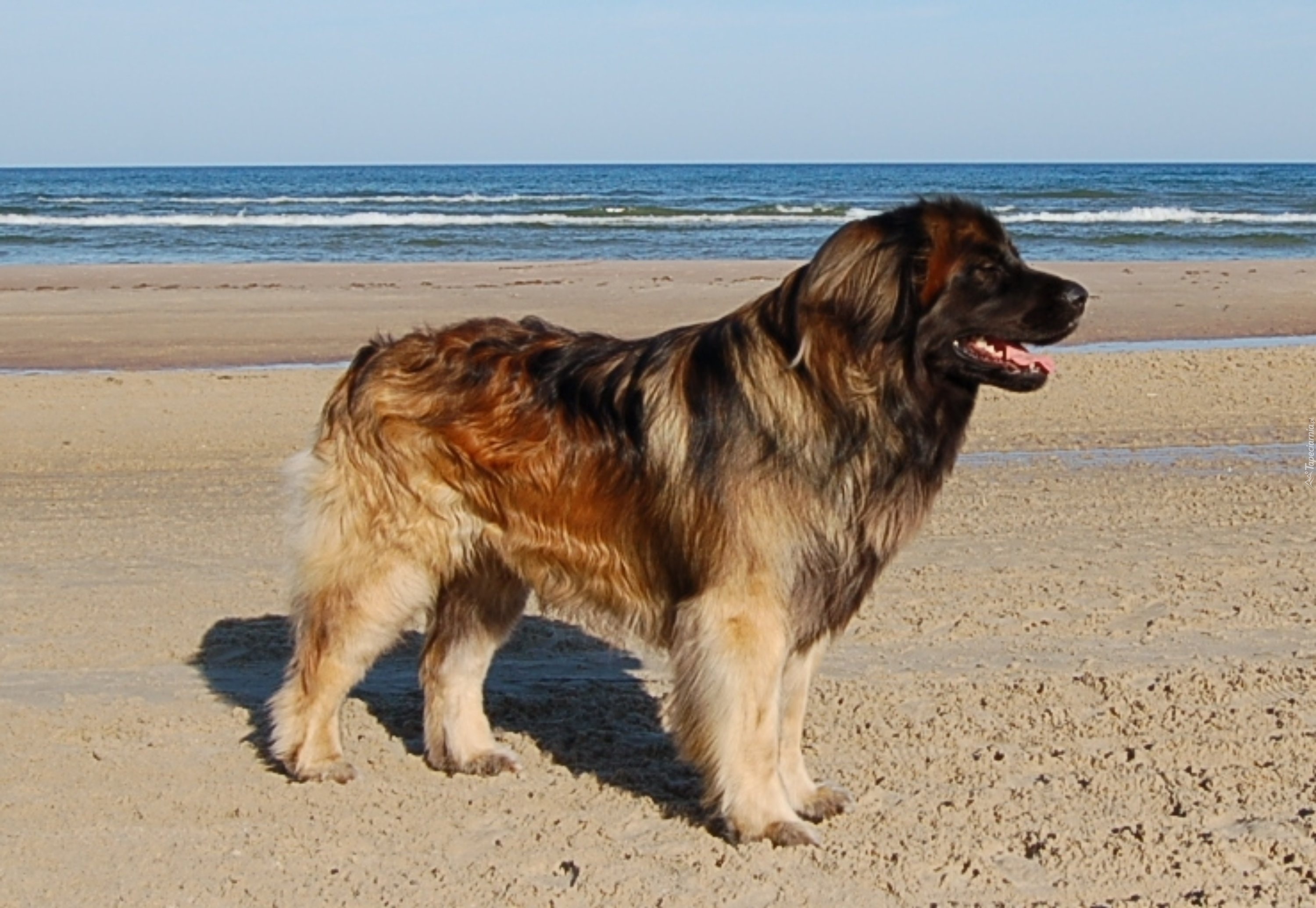 Leonberger, plaża