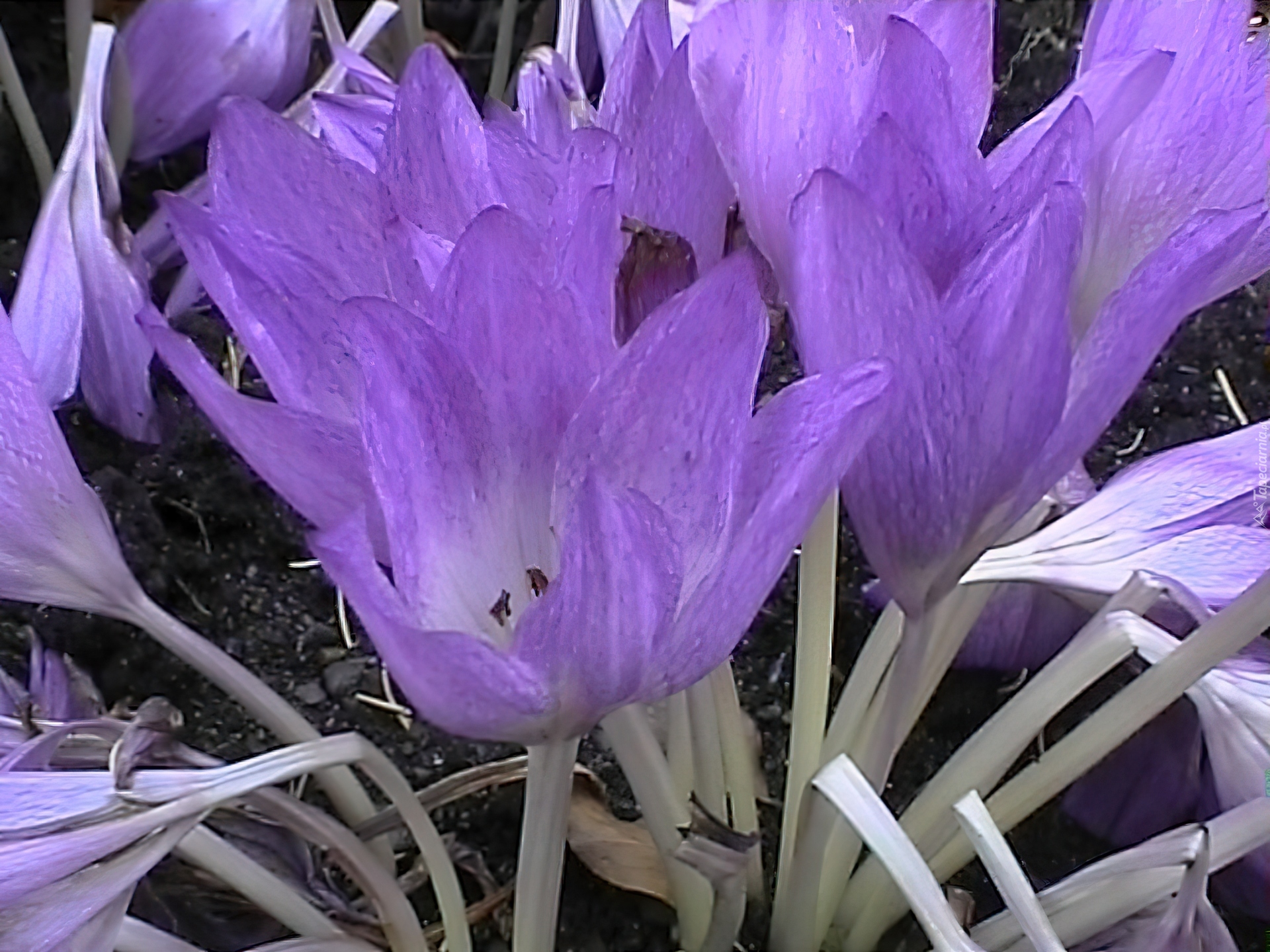 Fioletowe, Kwiaty