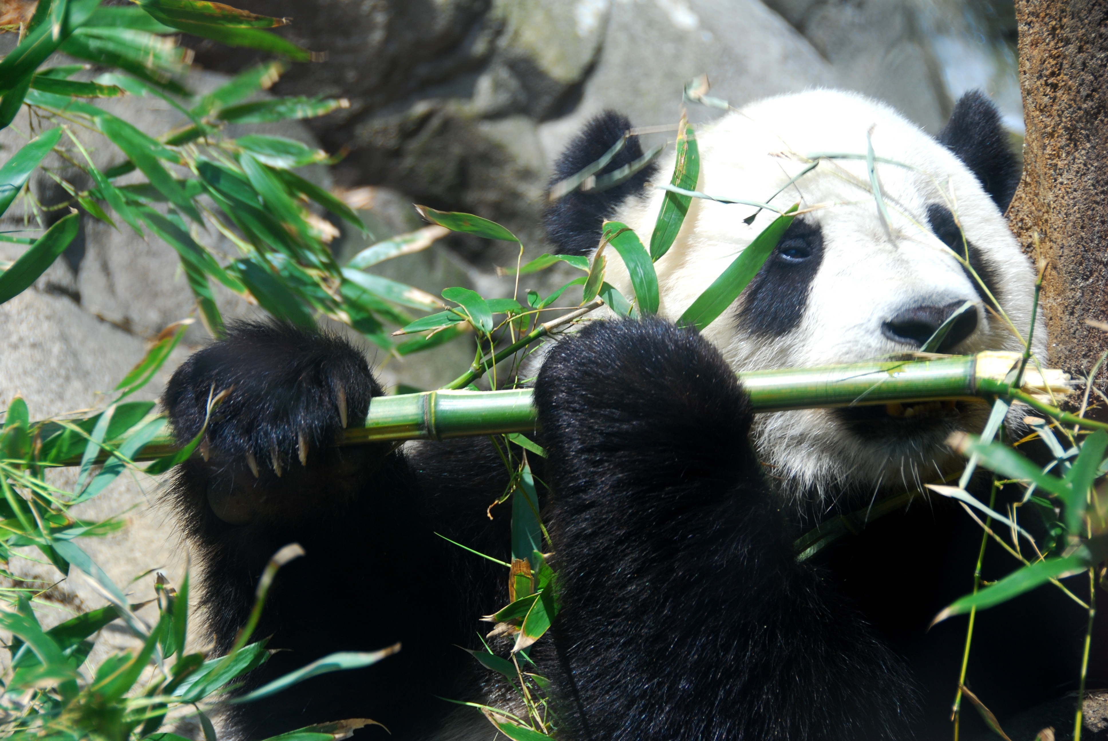 Panda, Jedząca, Bambus