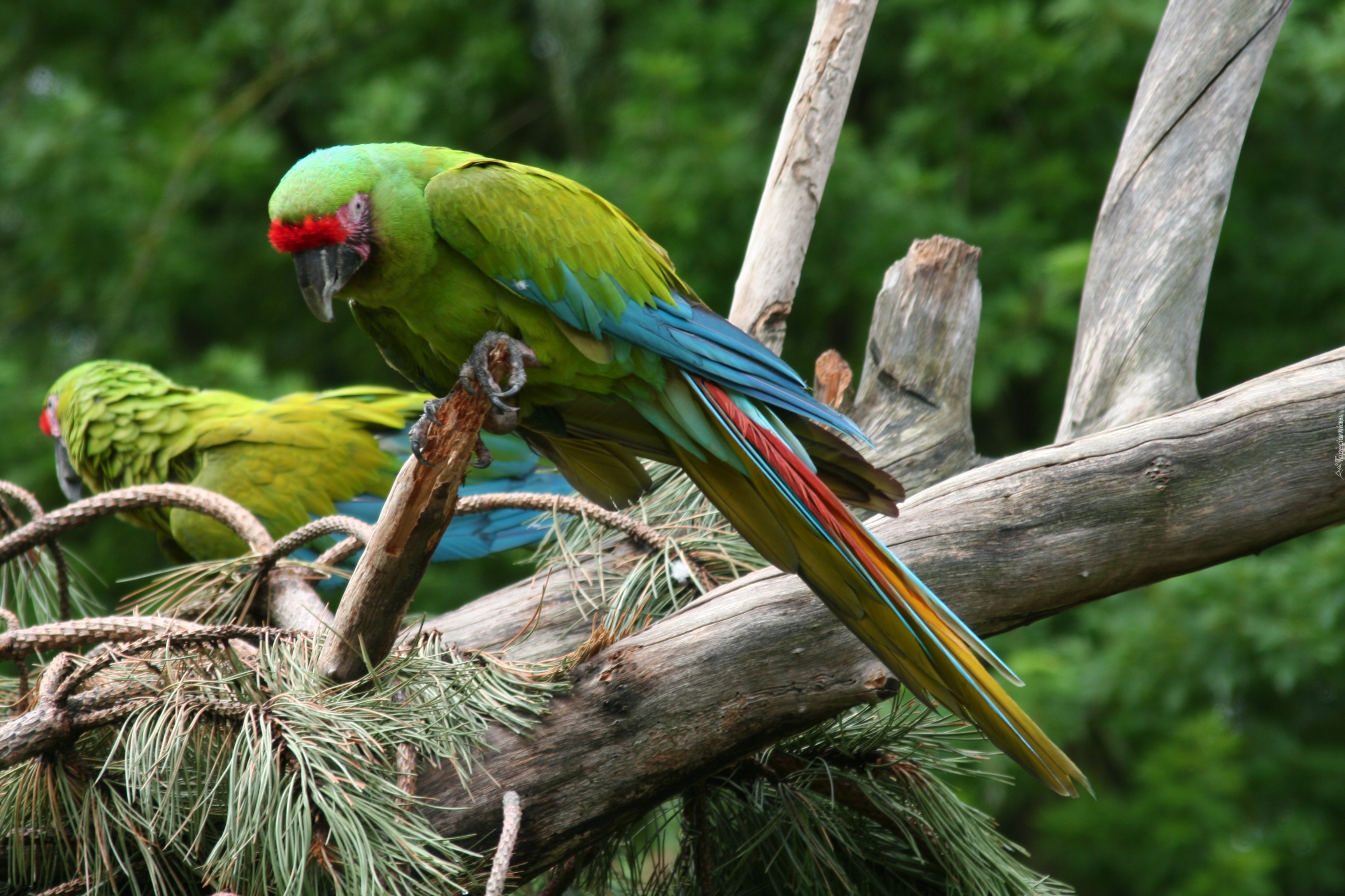 Papugi, Modrolotki czerwonoczelne