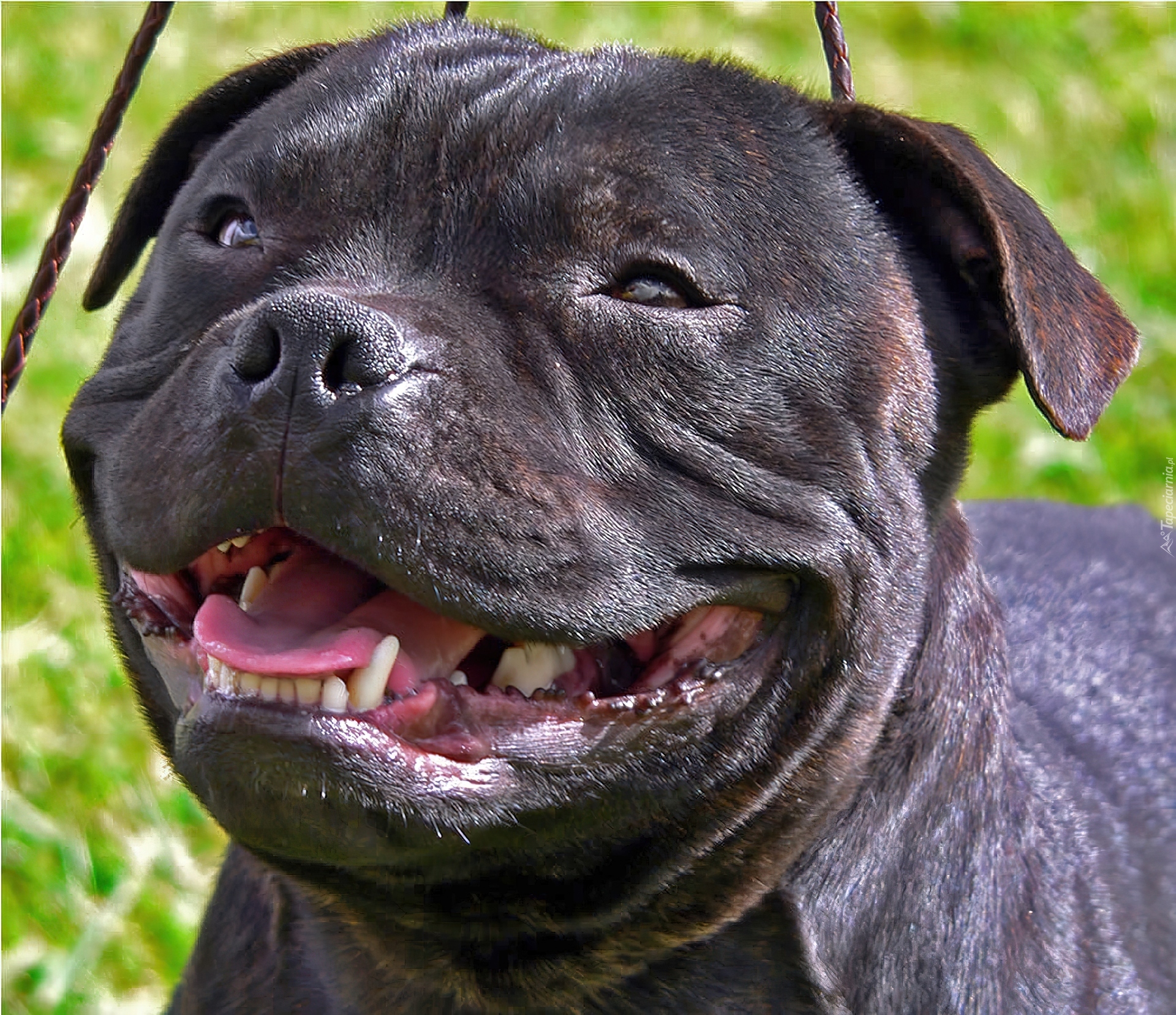 Uśmiech, Staffordshire Bull Terrier