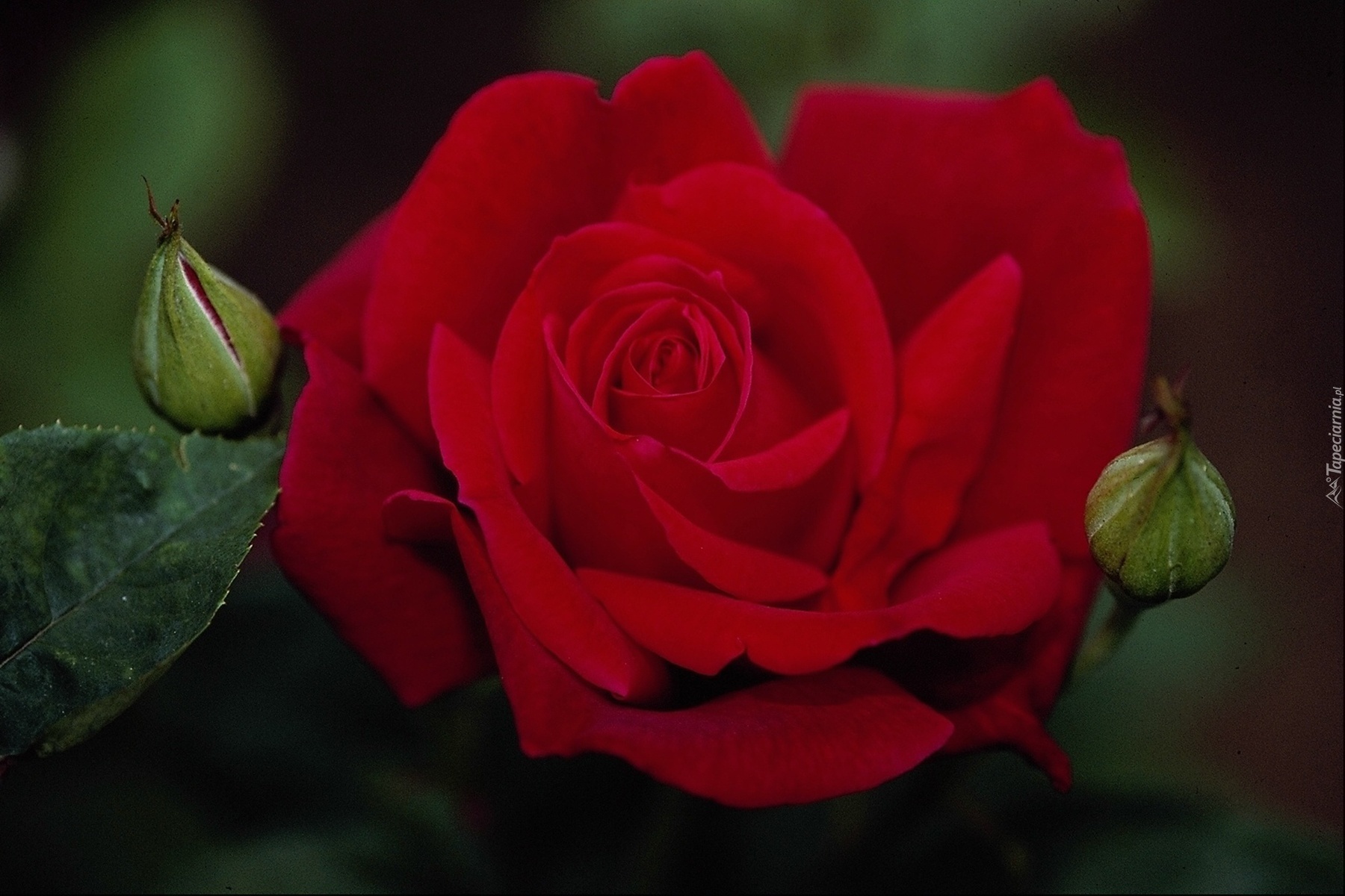 Aksamitna, Czerwona, Róża