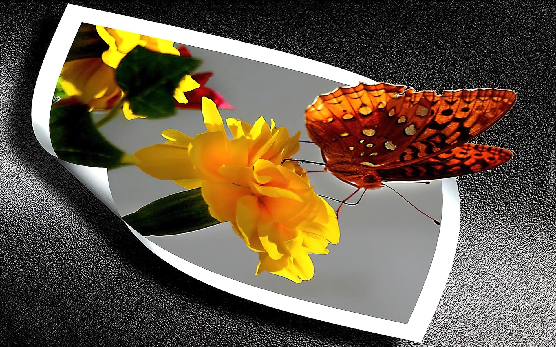 Motyl, Kwiatek, 4D
