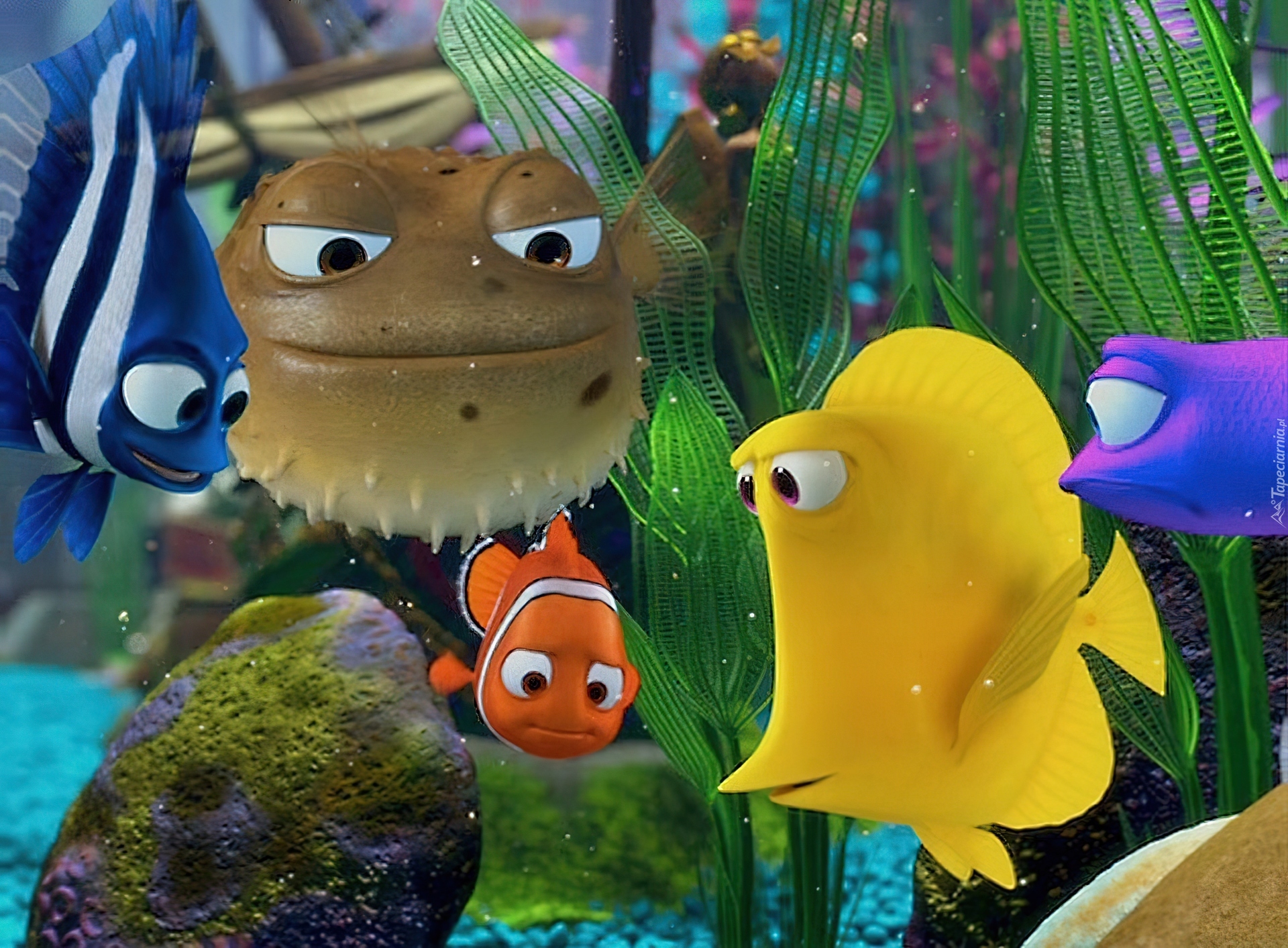 Gdzie jest Nemo, Finding Nemo, Akwarium