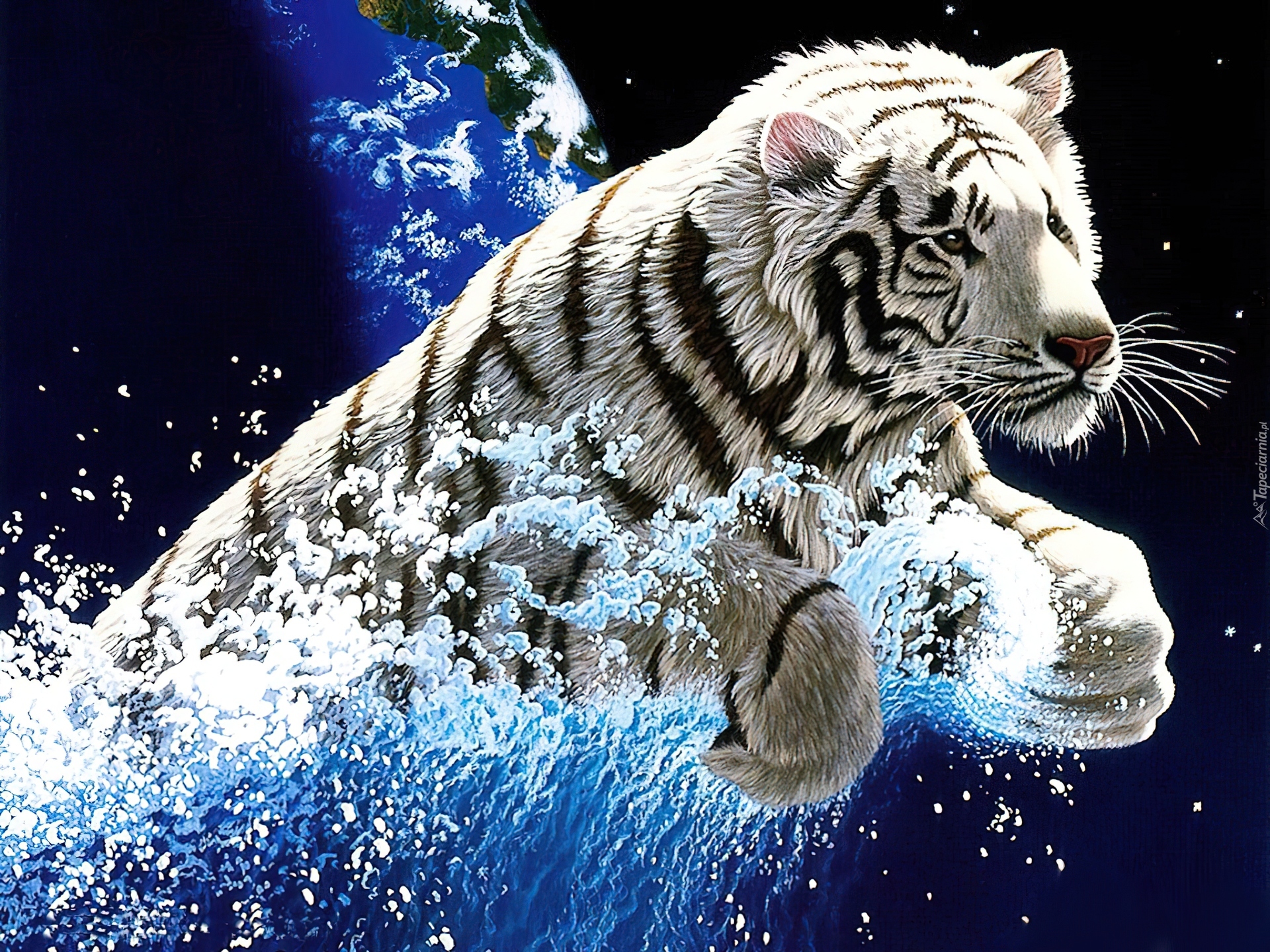 Biały, Tygrys, Grafika, Woda