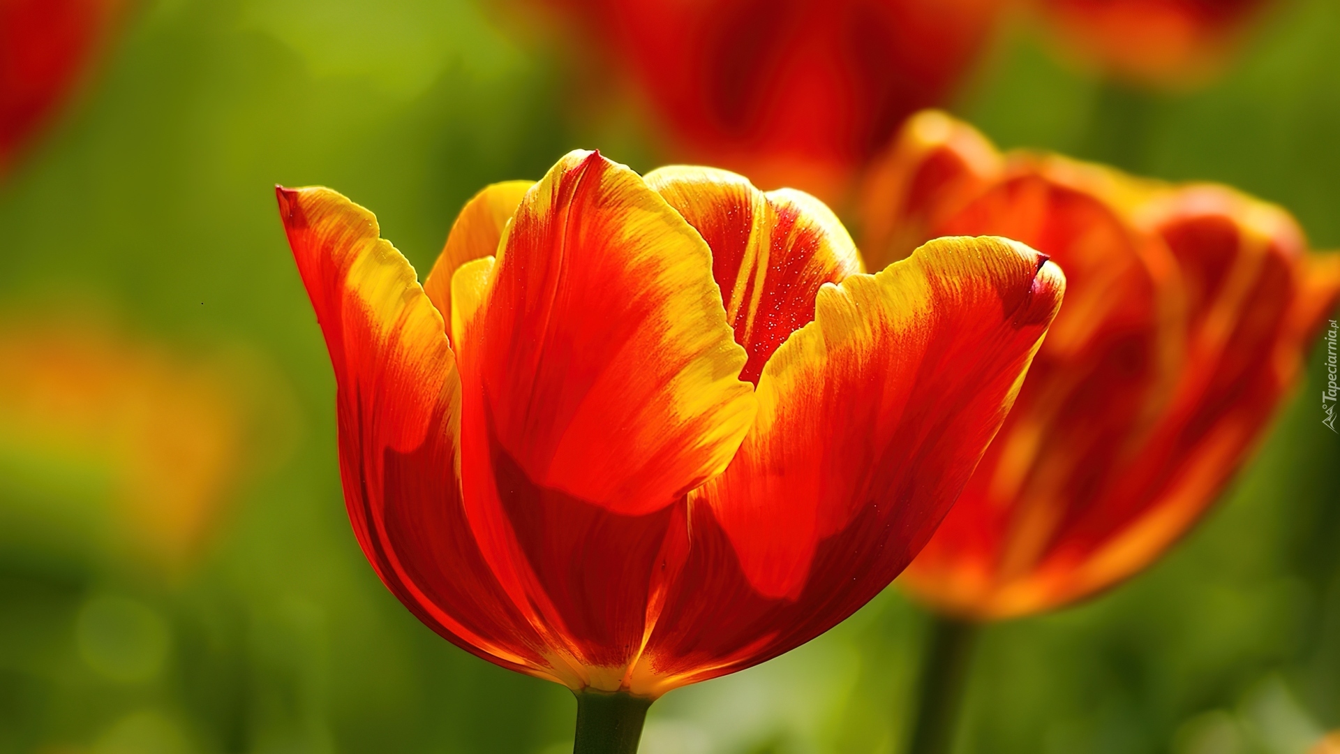 Dwa, Czerwonożółte, Tulipany