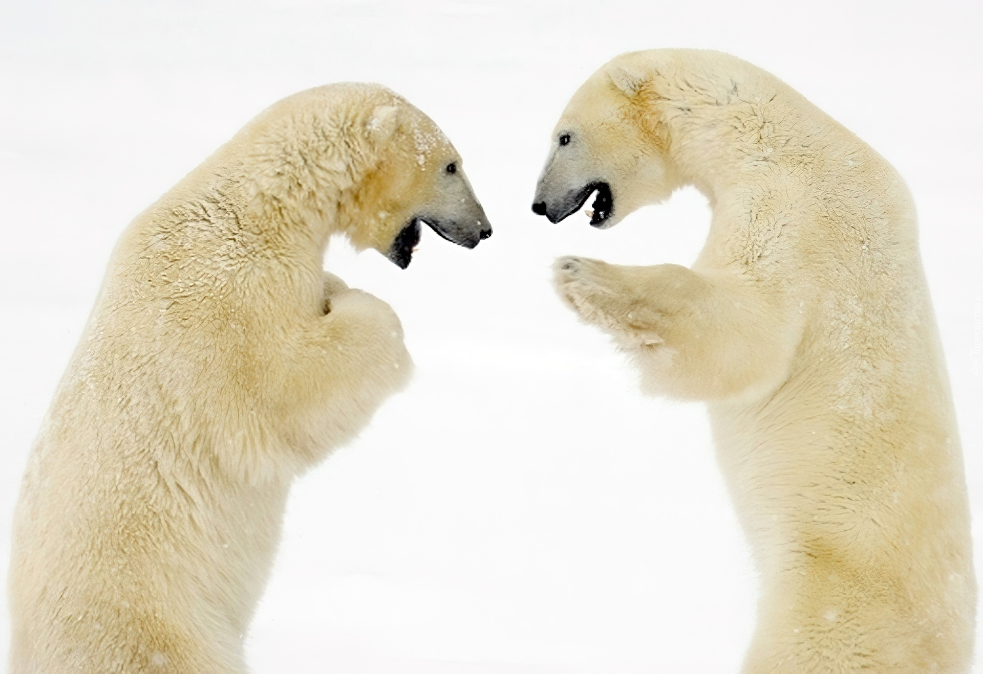 Niedźwiedzie, Polarne, Rozmowa