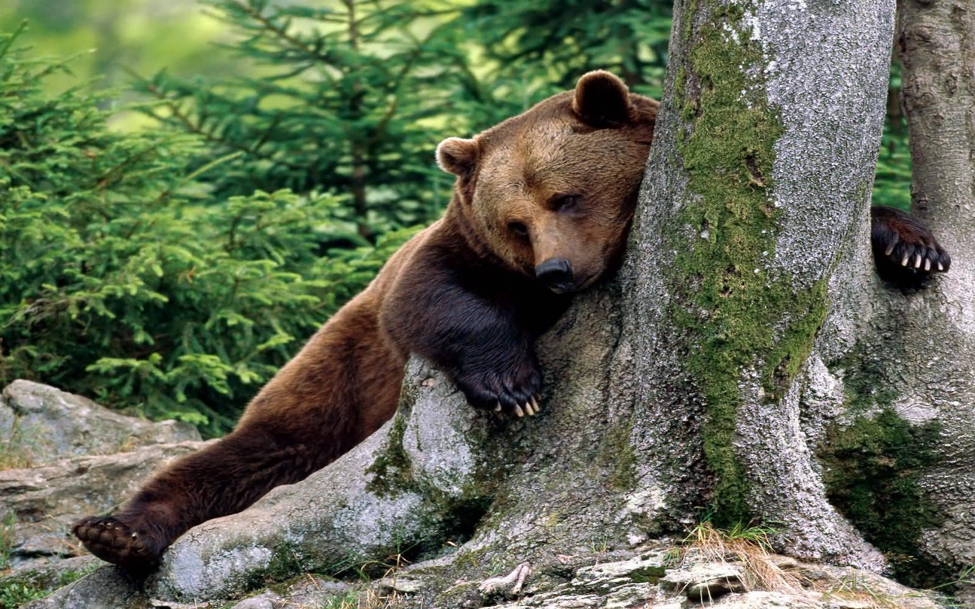 Niedźwiedź, Drzewo