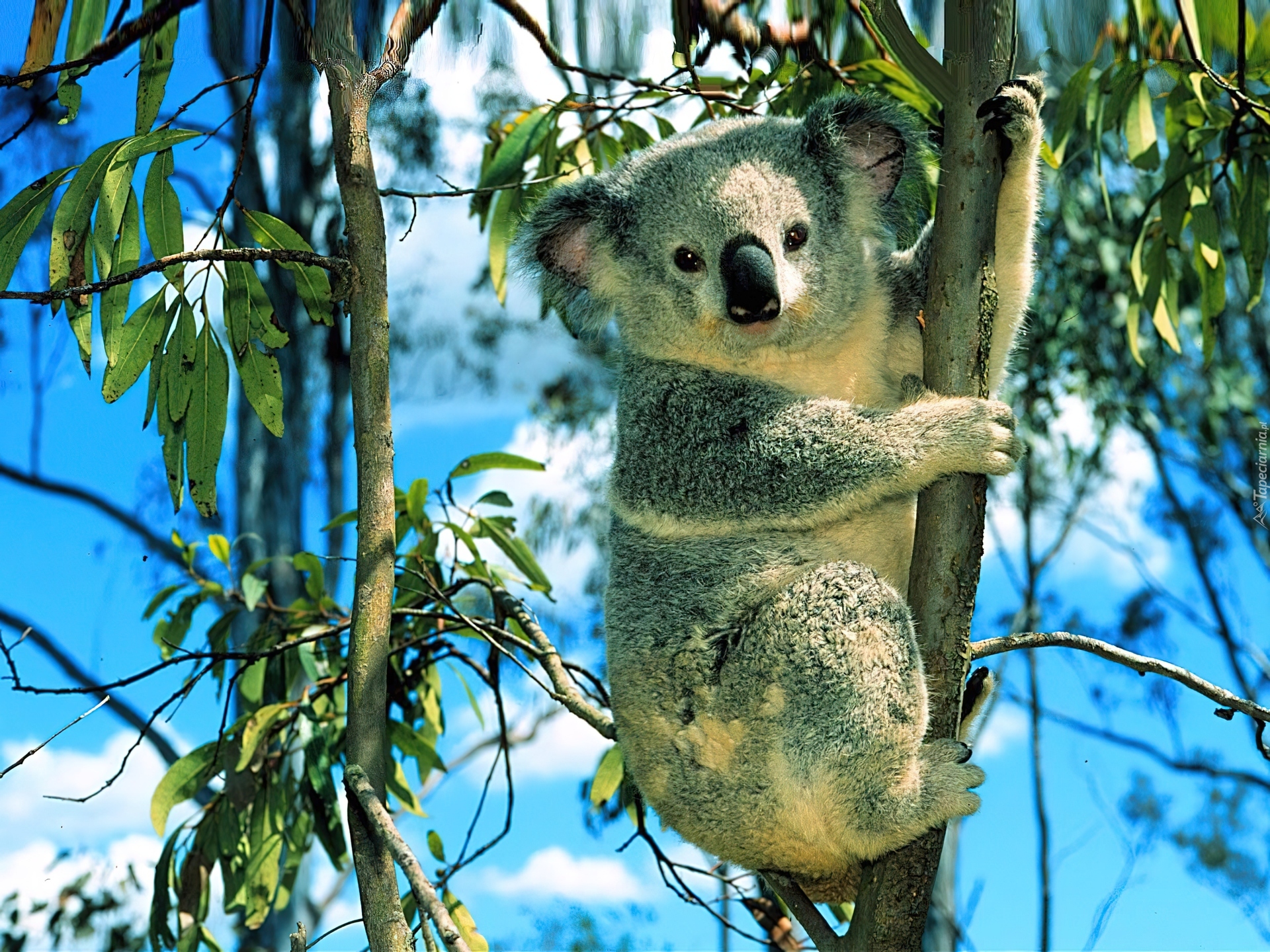 Miś, Koala, Gałęzie