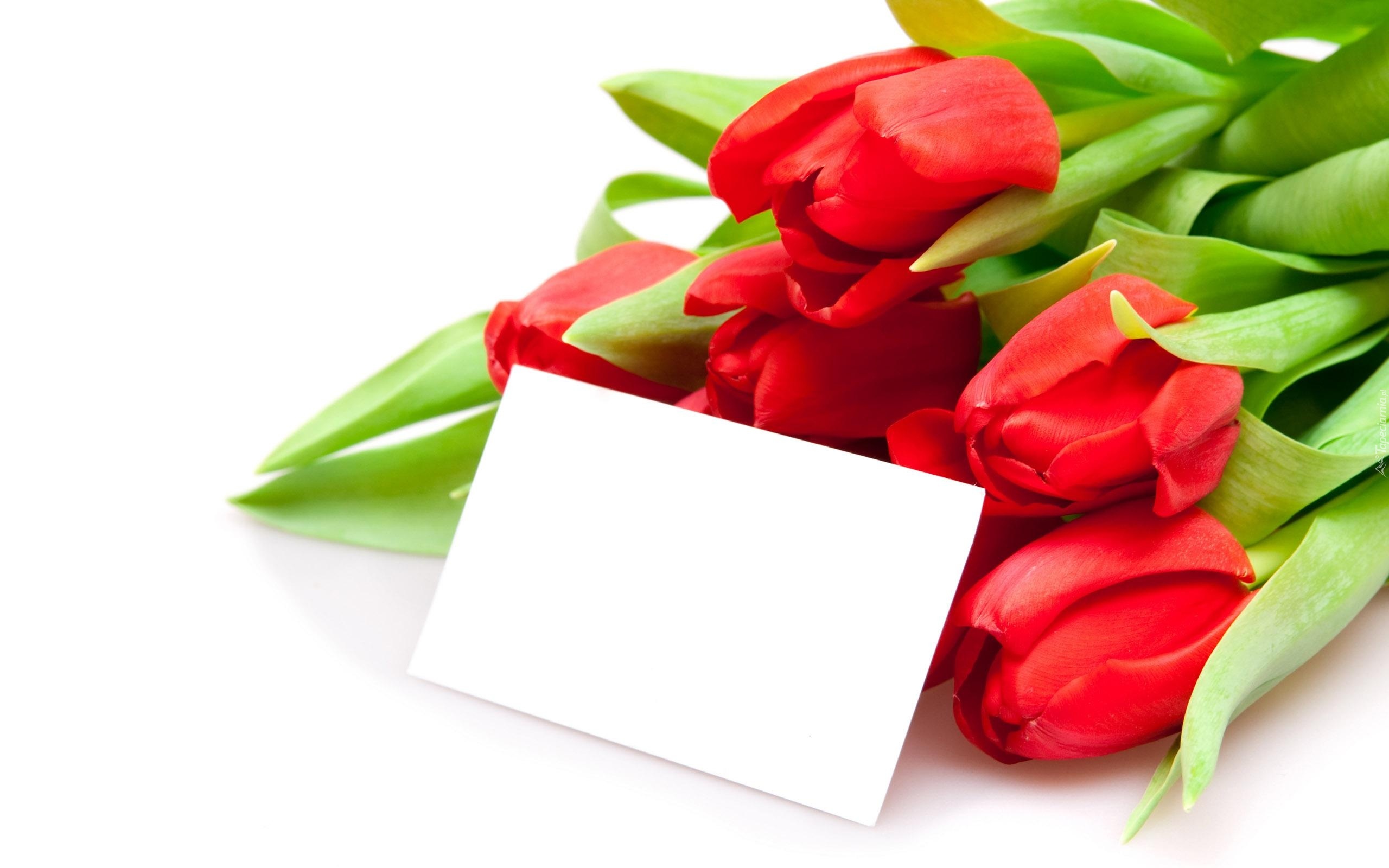Czerwone, Tulipany, Walentynki, Liścik