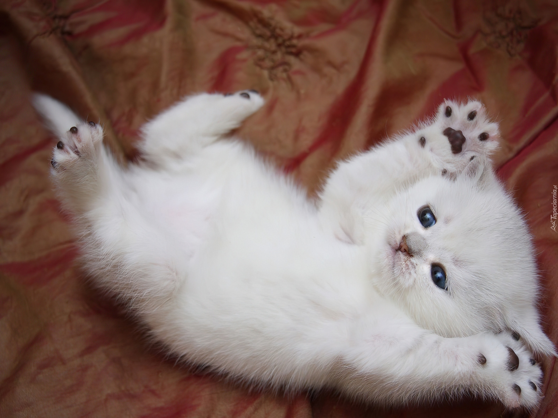 Фото Белый пушистый котенок.