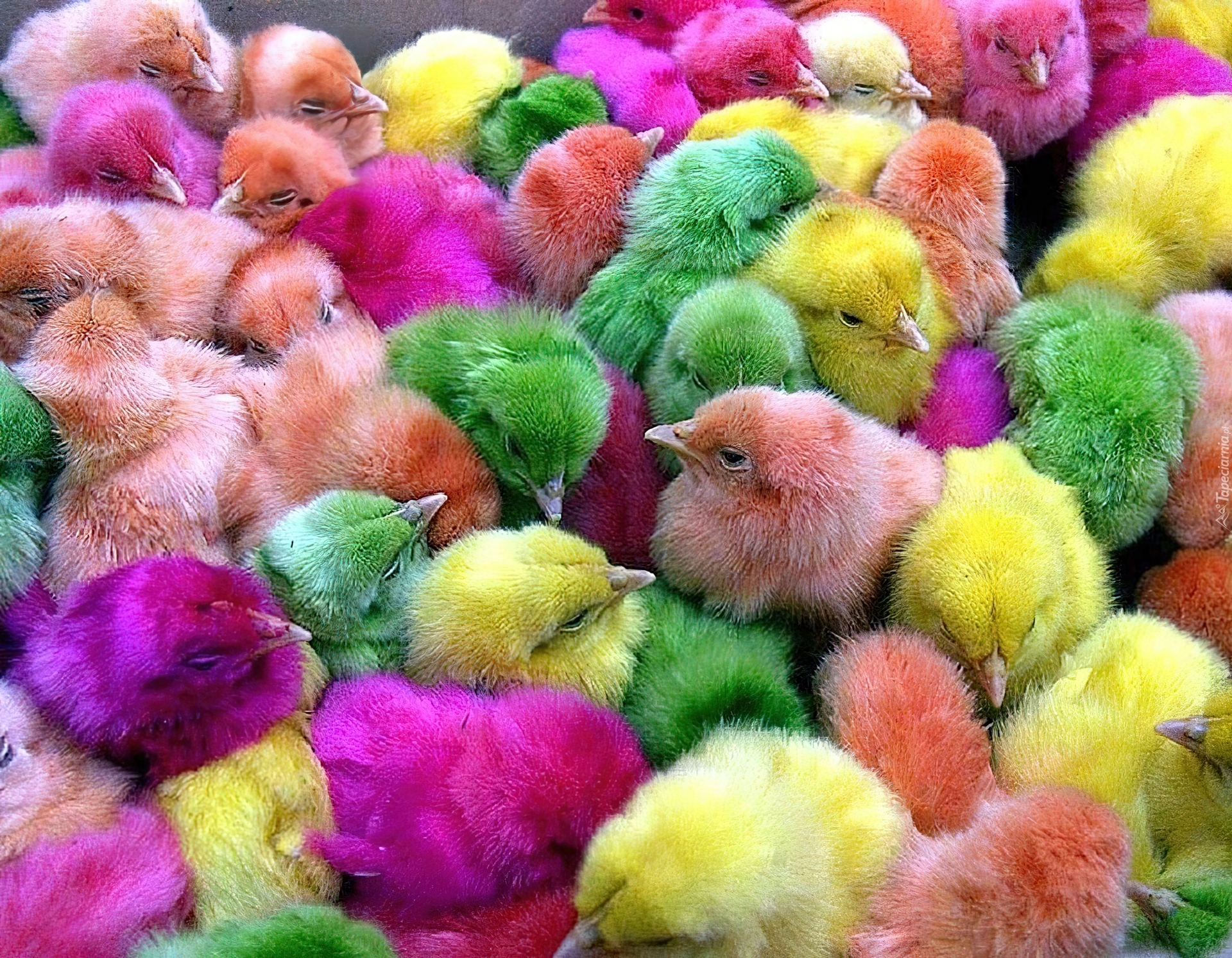 Kolorowe, Kurczaczki