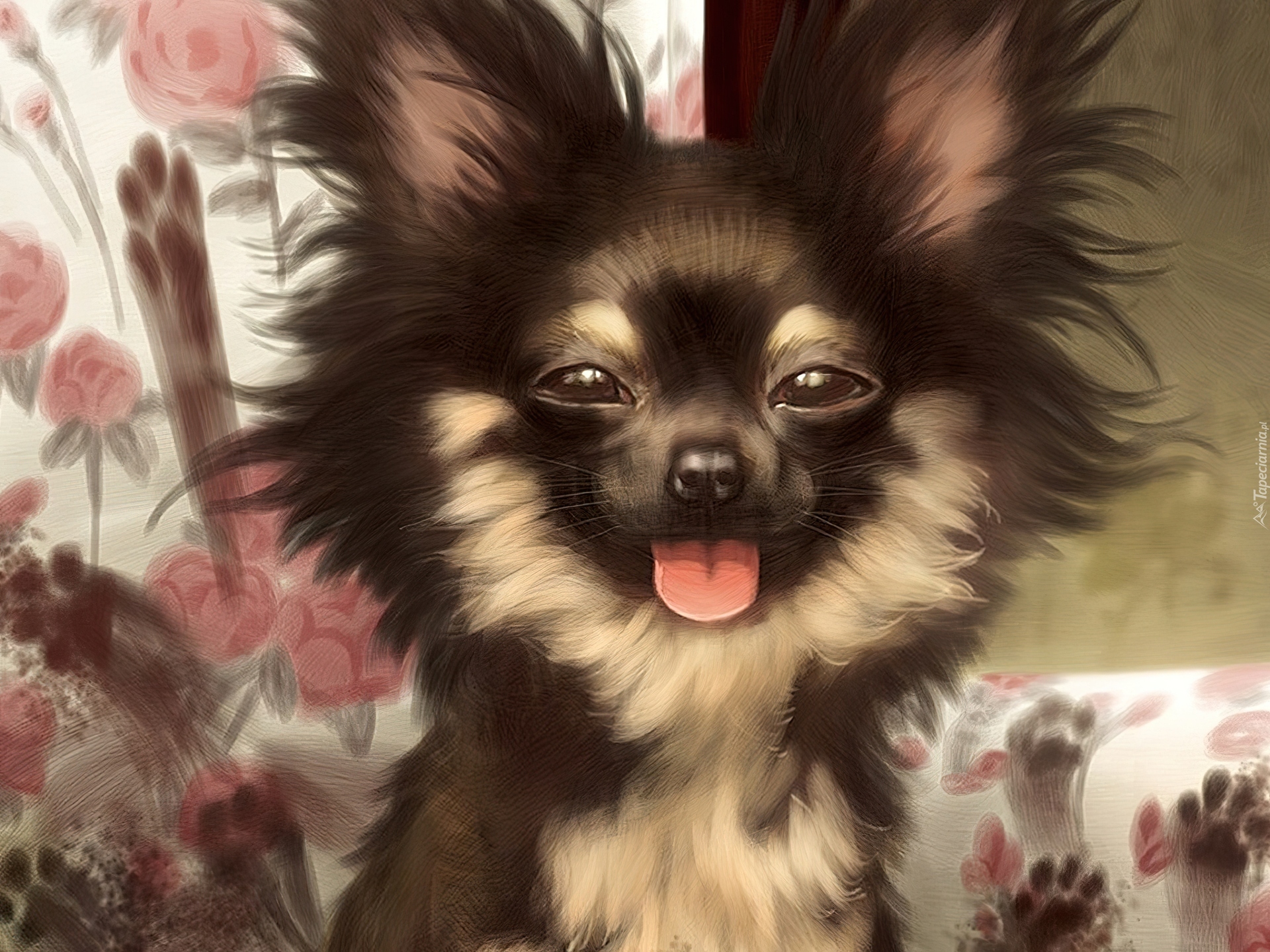 Pies, Śmieszny, Chihuahua długowłosa