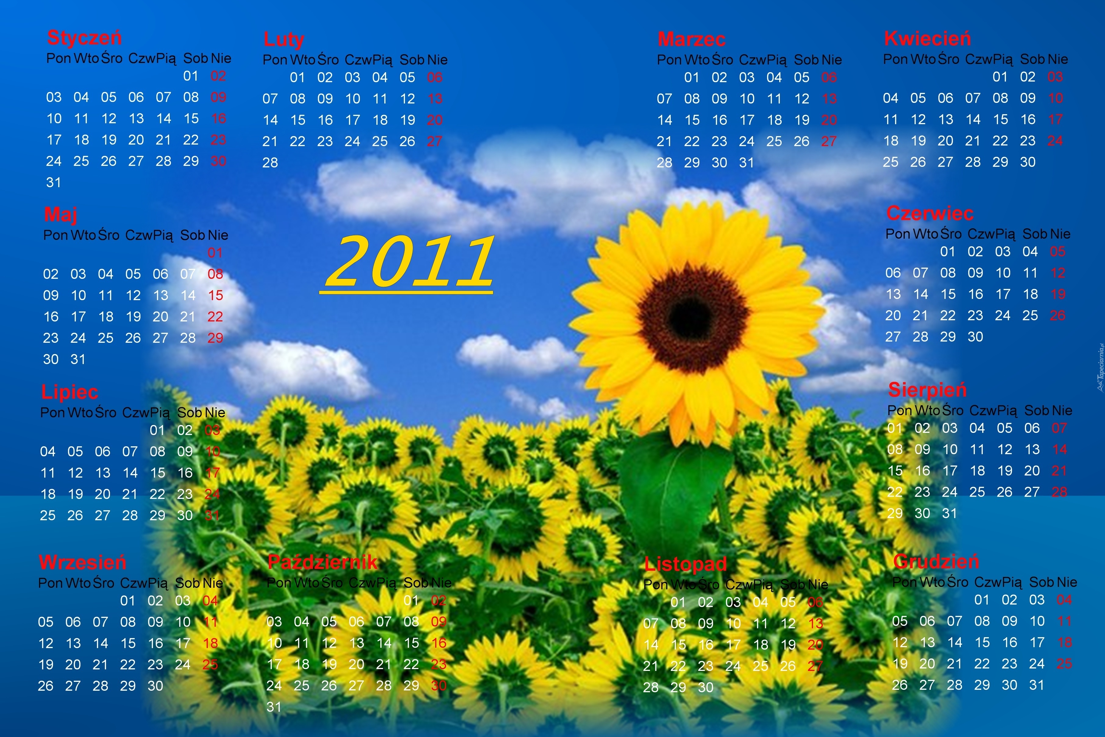 Słonecznik, Kalendarz 2011